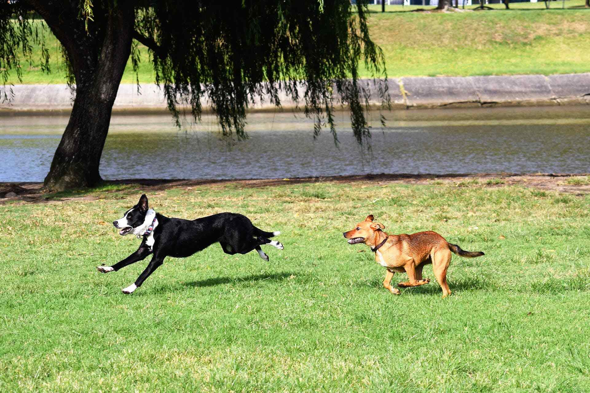 A pair of dogs chasing each other in a green space next to a river