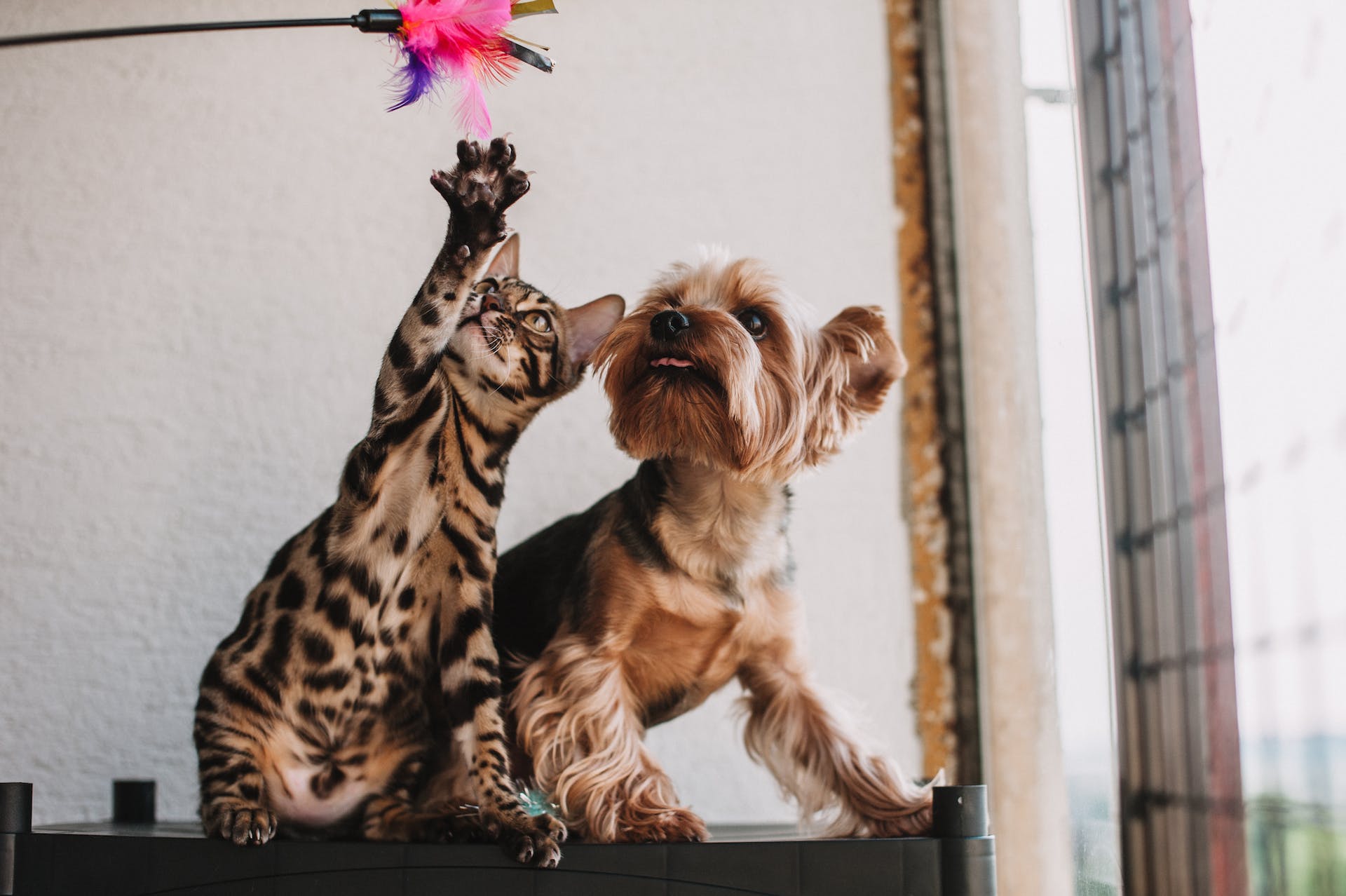 A dog and a cat playing with a feather toy indoors