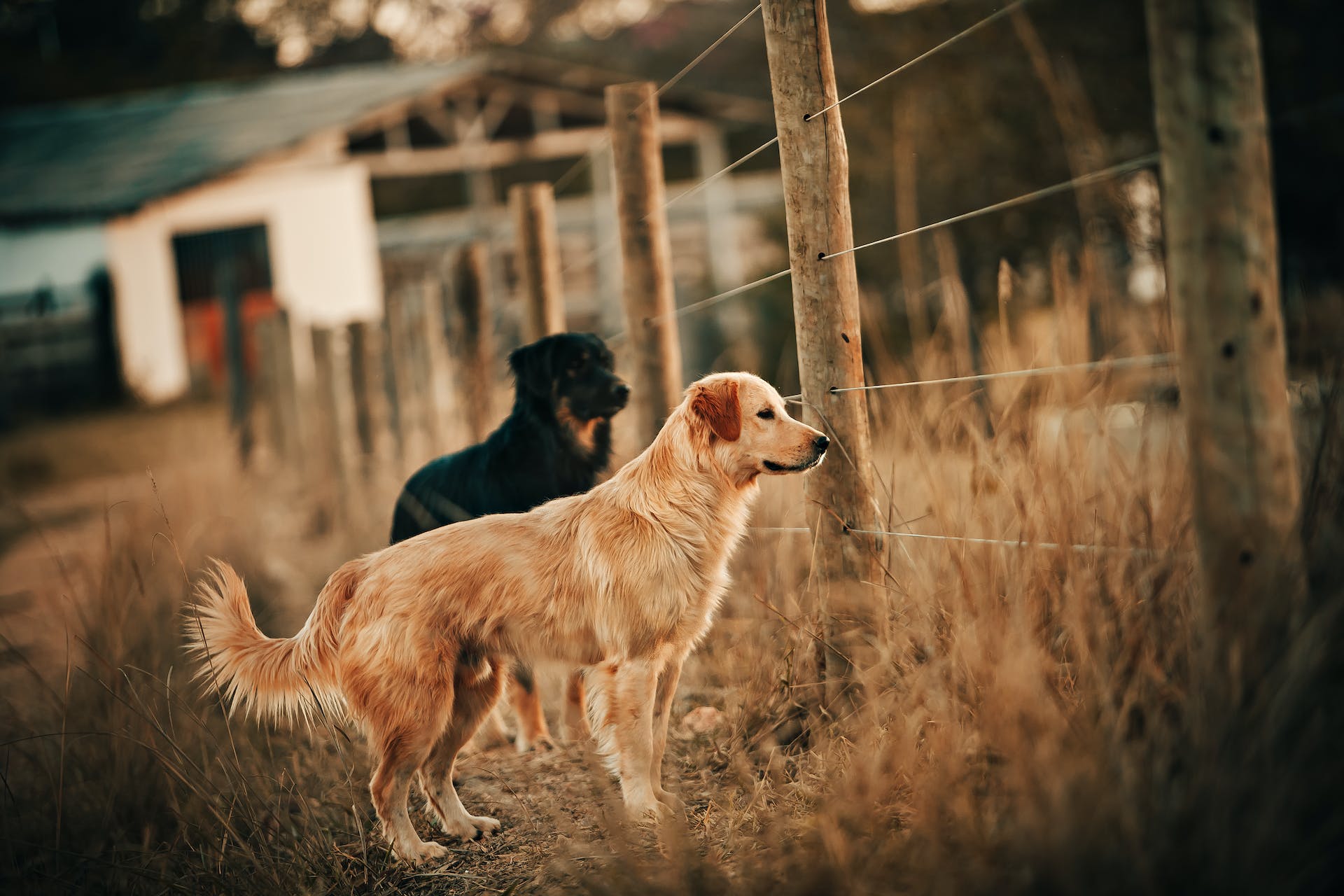 A pair of dogs standing by a wooden fence in a field