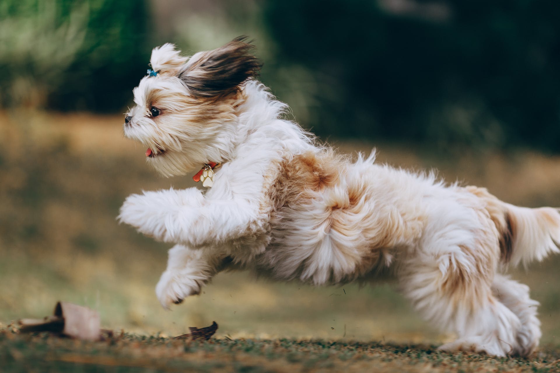 A small white dog running outdoors
