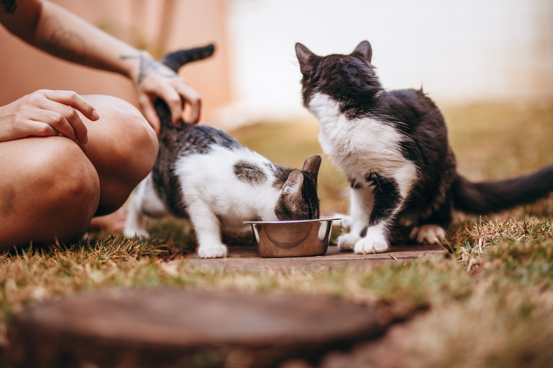 A pair of kittens eating from a bowl