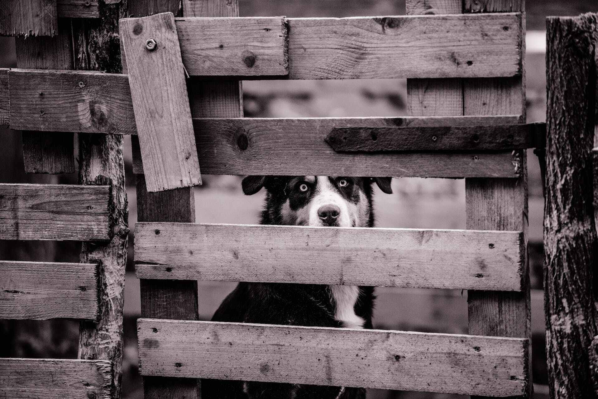 A dog sitting behind a wooden fence