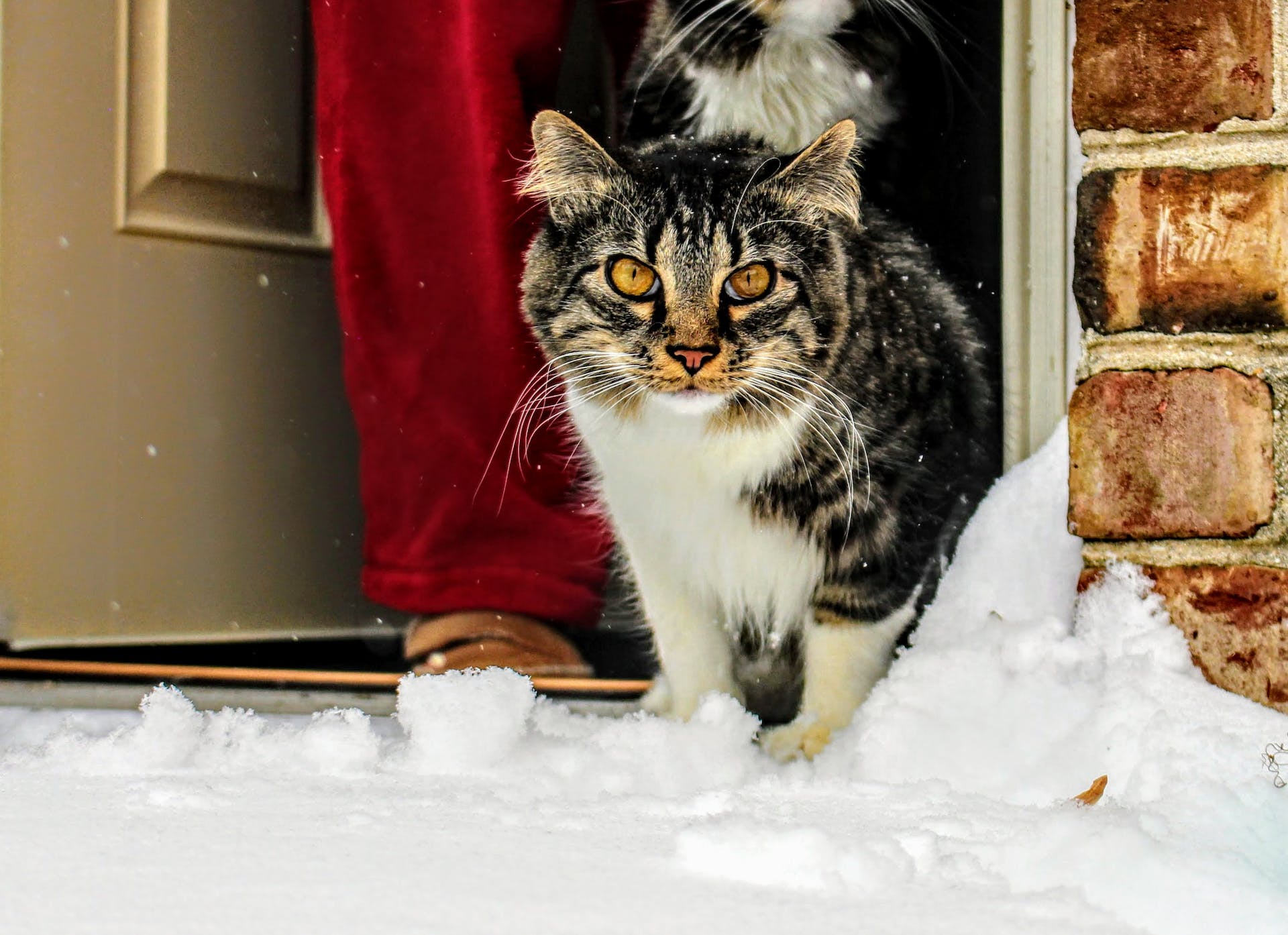 A cat stepping outdoors for a walk in the snow
