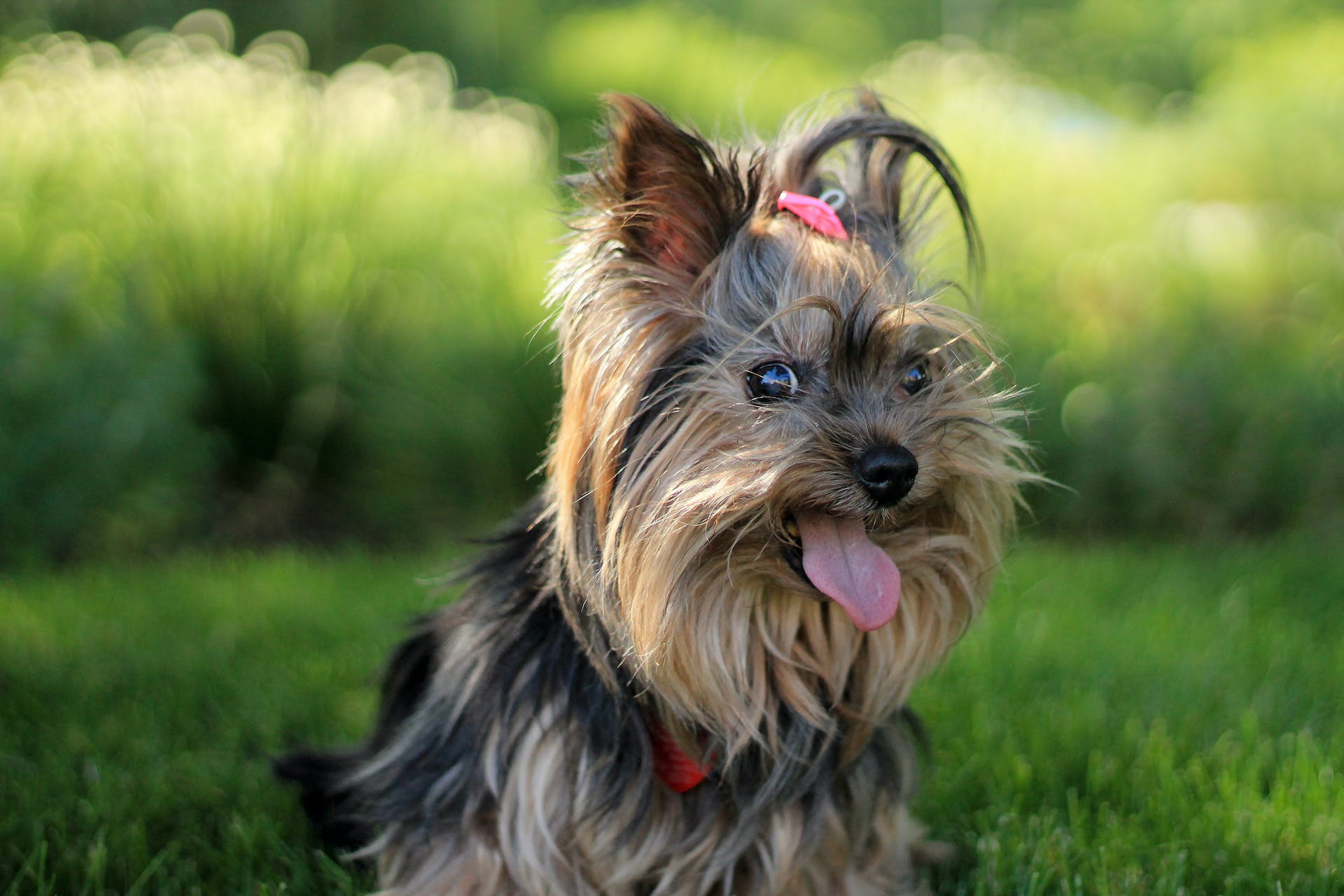 A Yorkshire terrier sitting in a grassy lawn