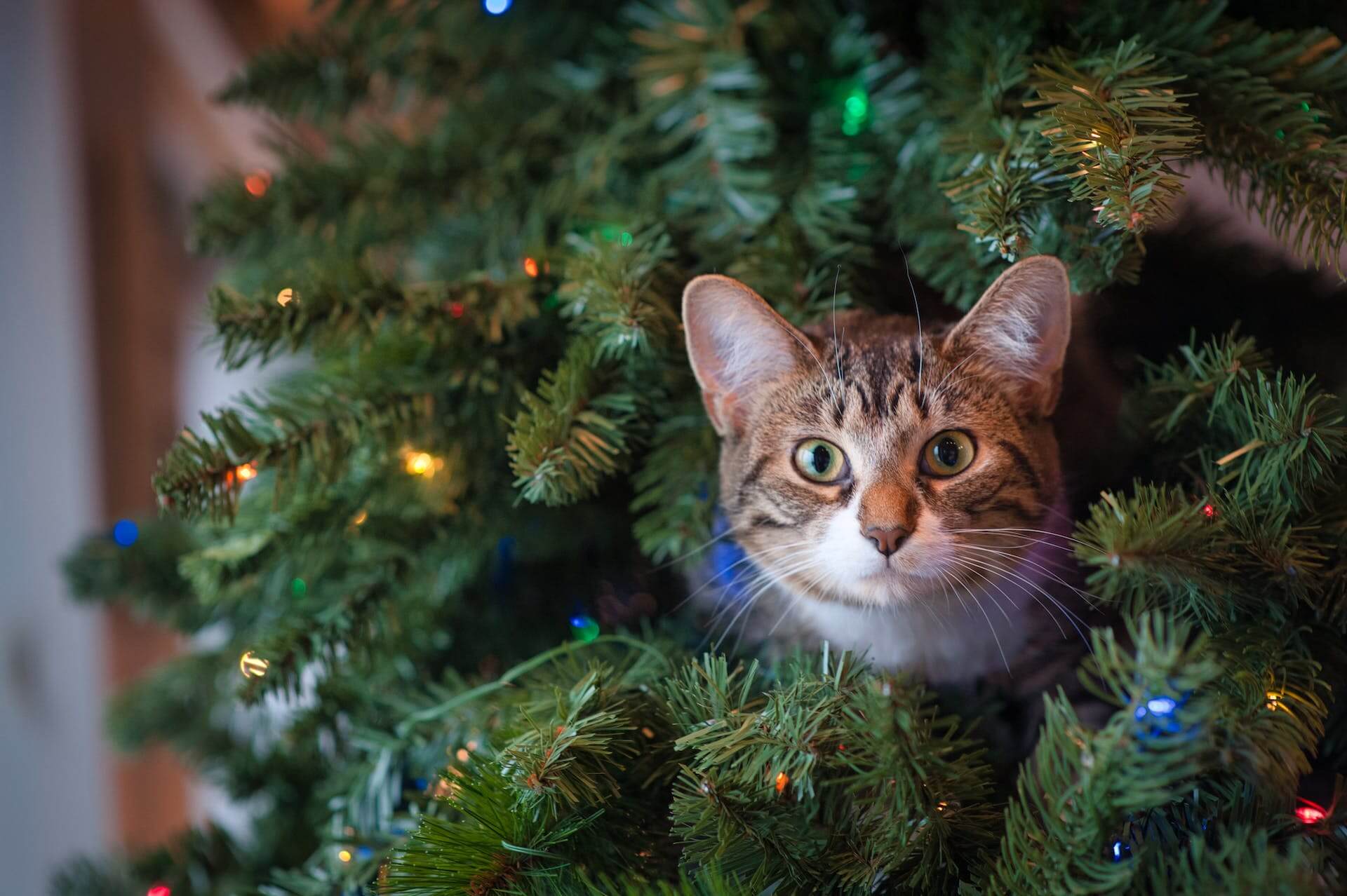 A cat poking their head out from a Christmas tree