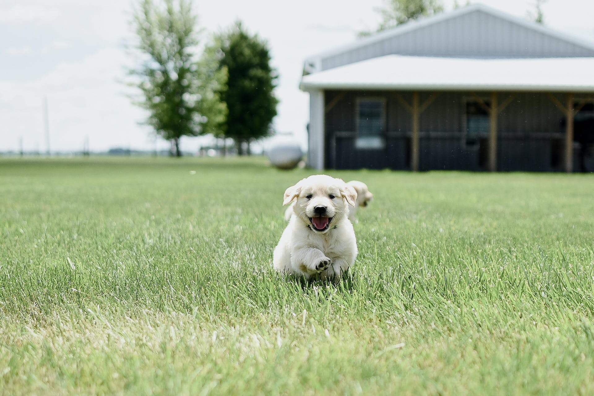A Golden Lab puppy running through an open field
