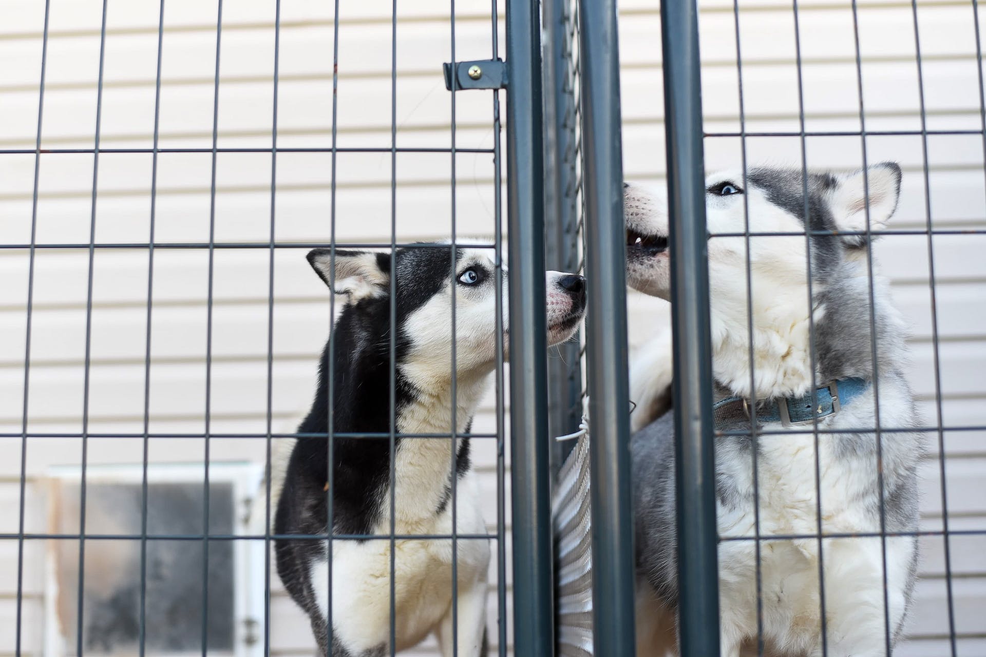 Two dogs inside a cage at an animal shelter
