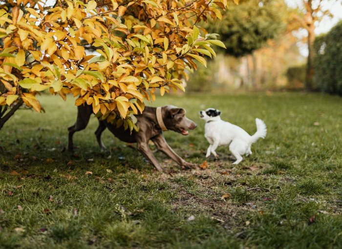 Two dogs playing outdoors in a garden