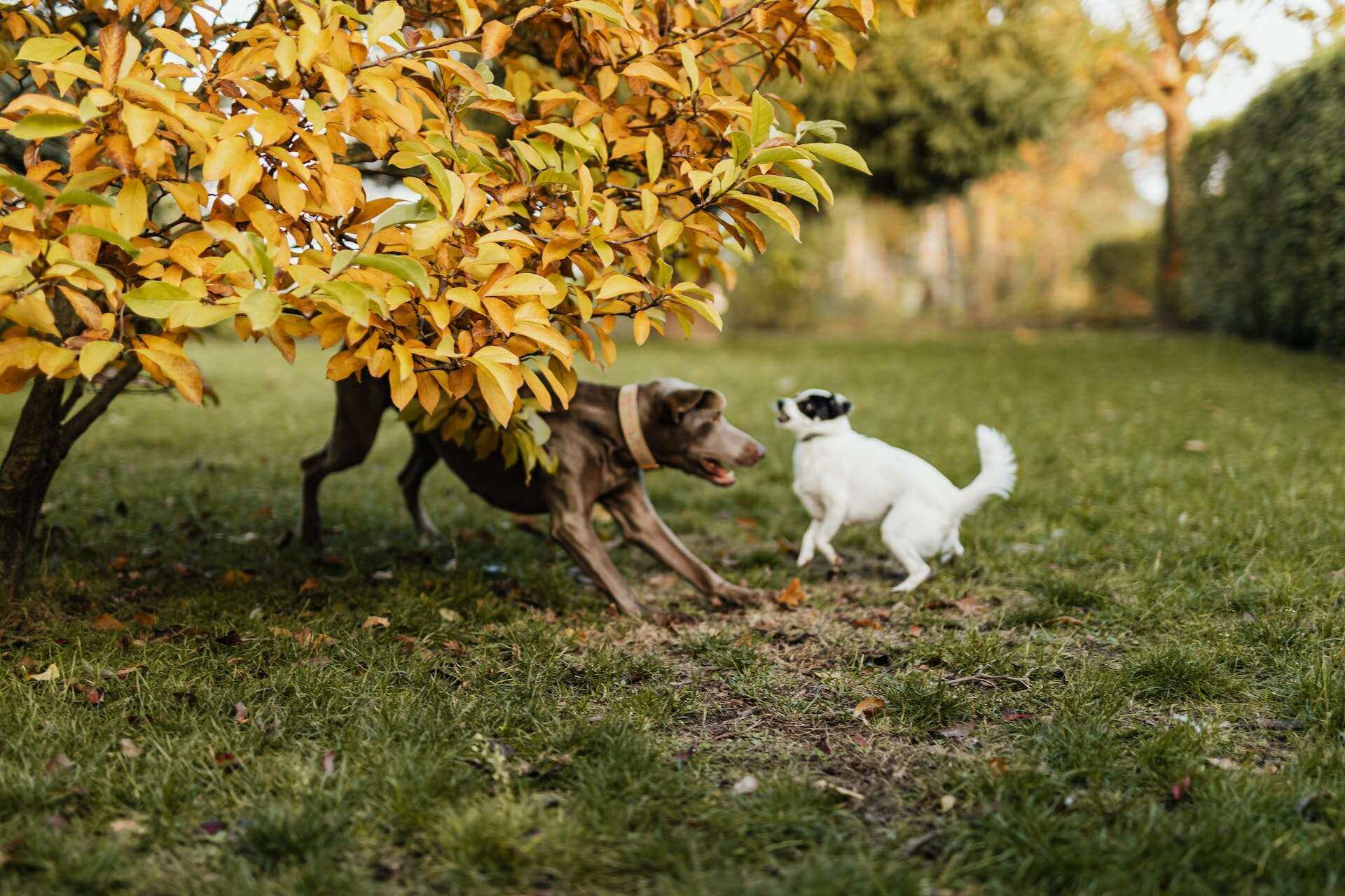Two dogs playing outdoors in a garden