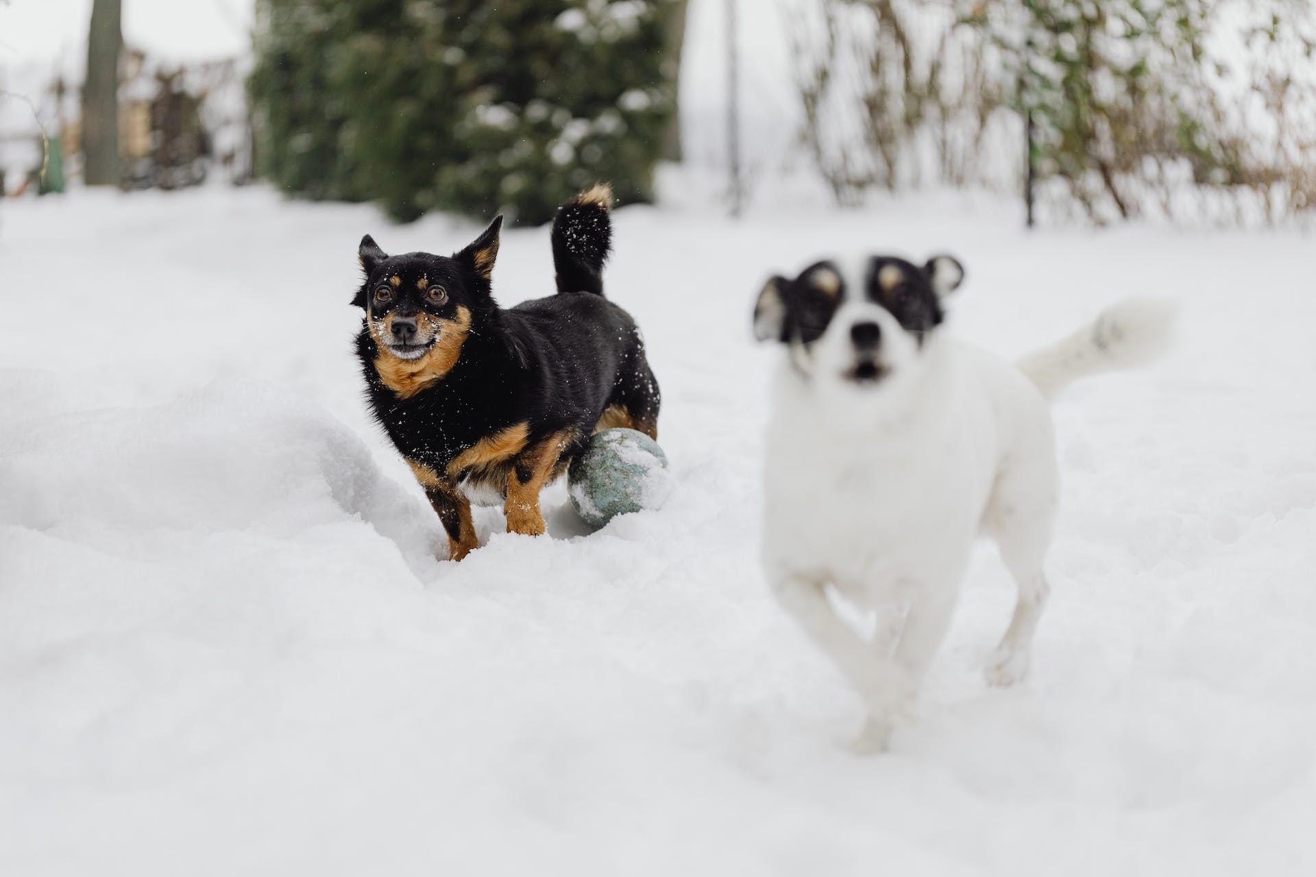 Dogs playing outdoors in the snow