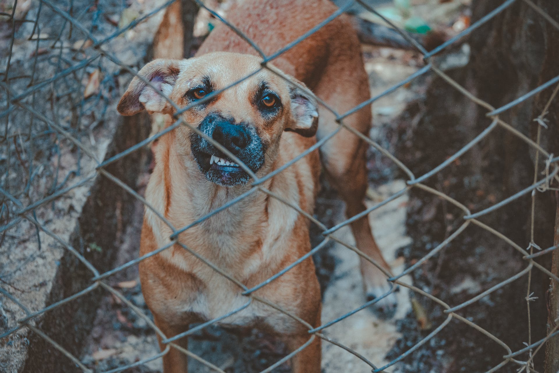 A dog standing behind a wire fence