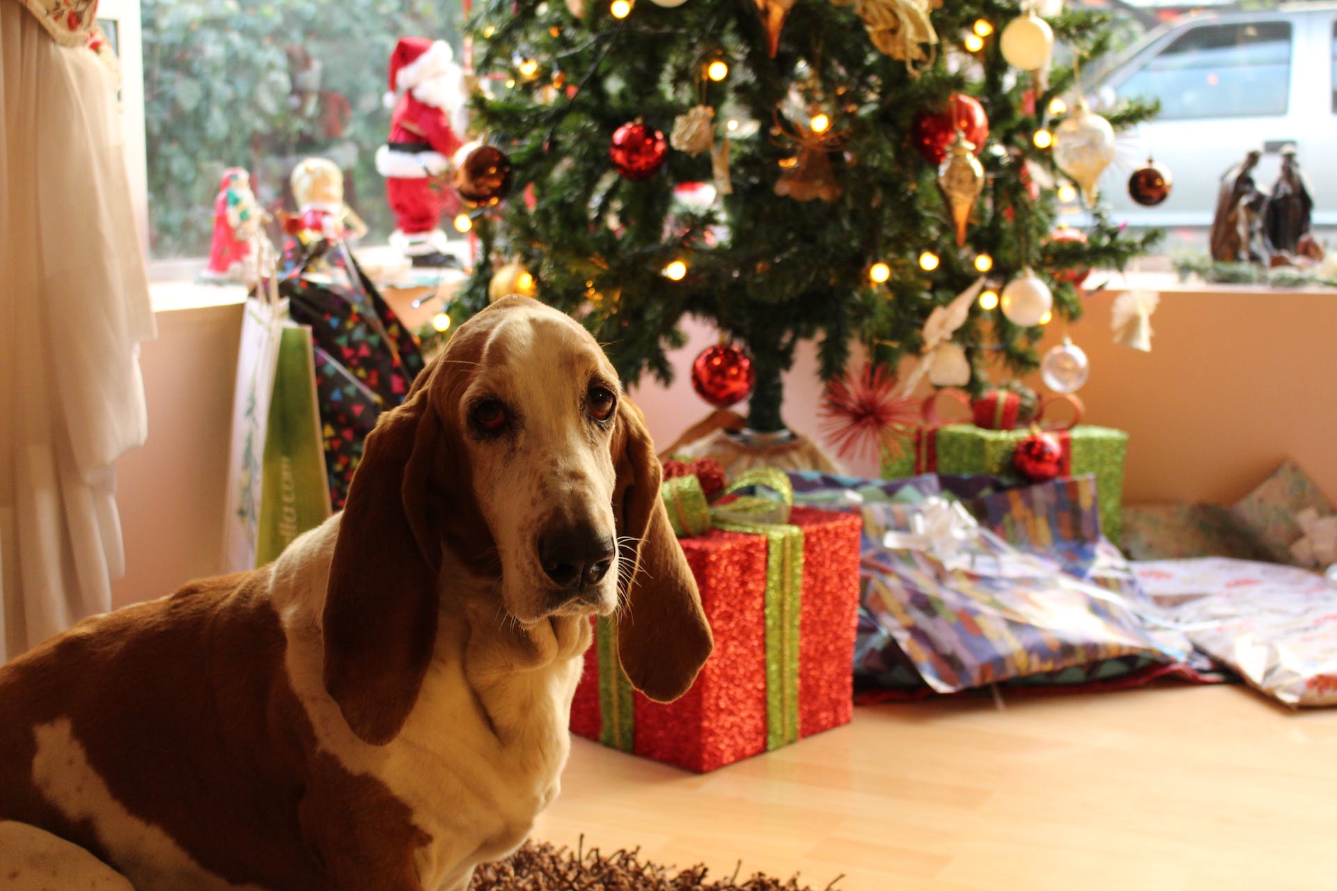 A Basset Hound sitting in front of a Christmas tree and gifts