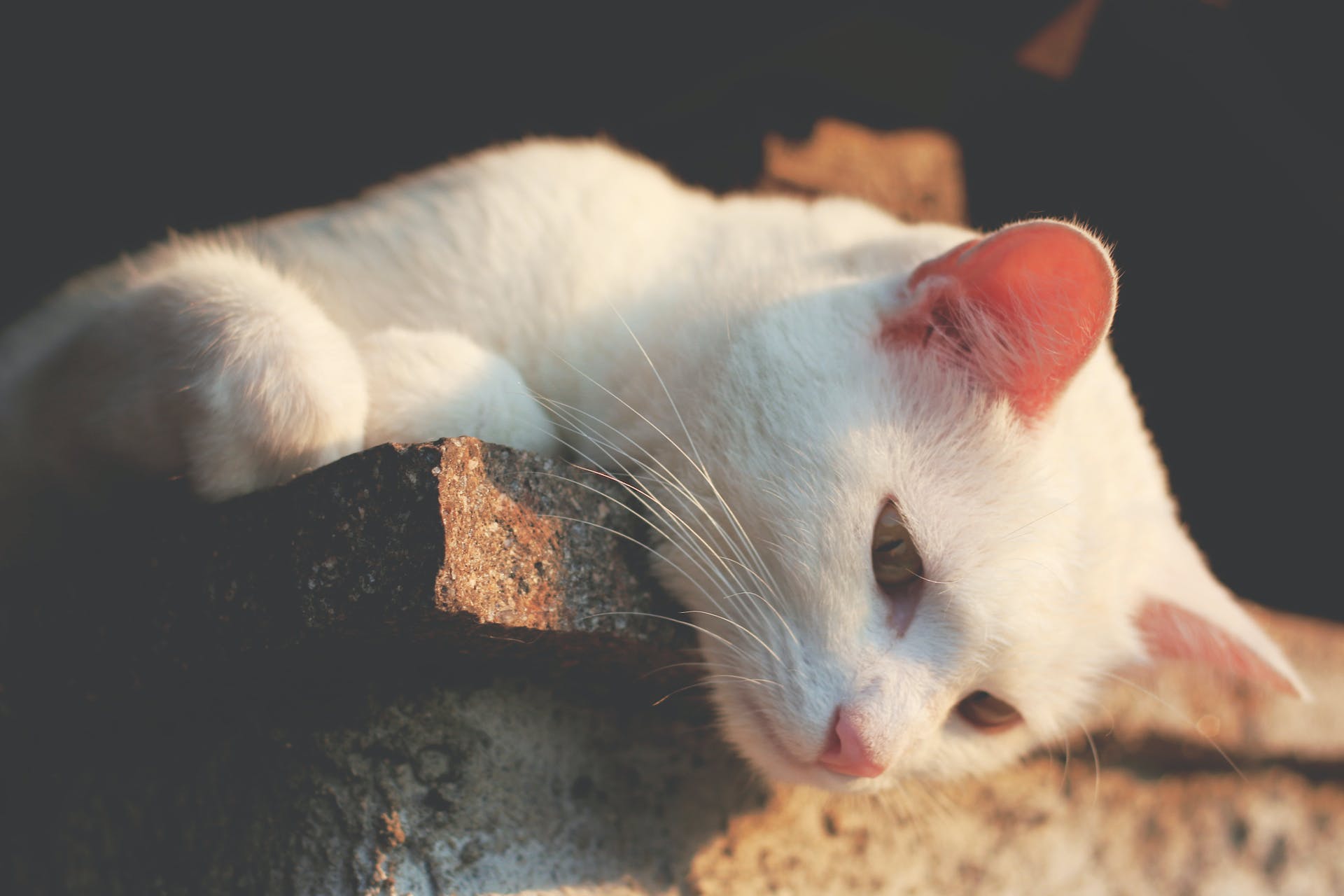 A white cat lying on a brick wall