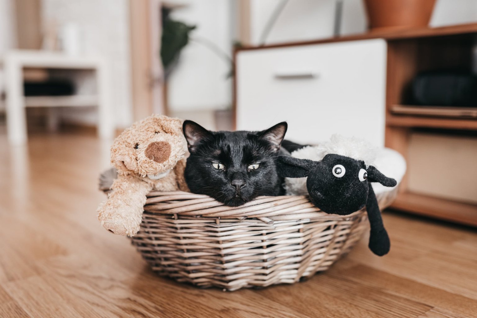 The 100 StressFree Guide To Moving Cats To A New Home