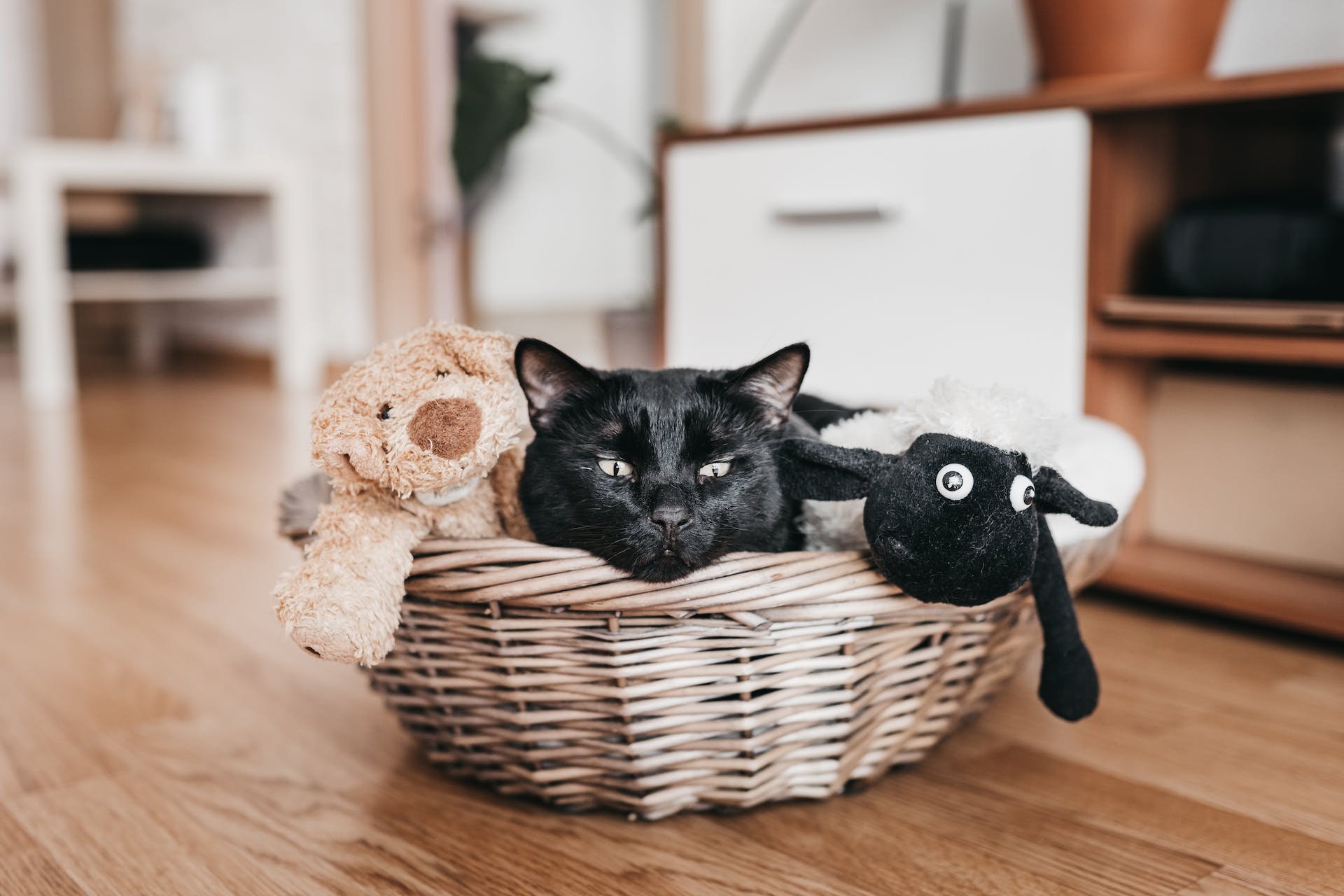 A cat sitting in a basket with some stuffed toys