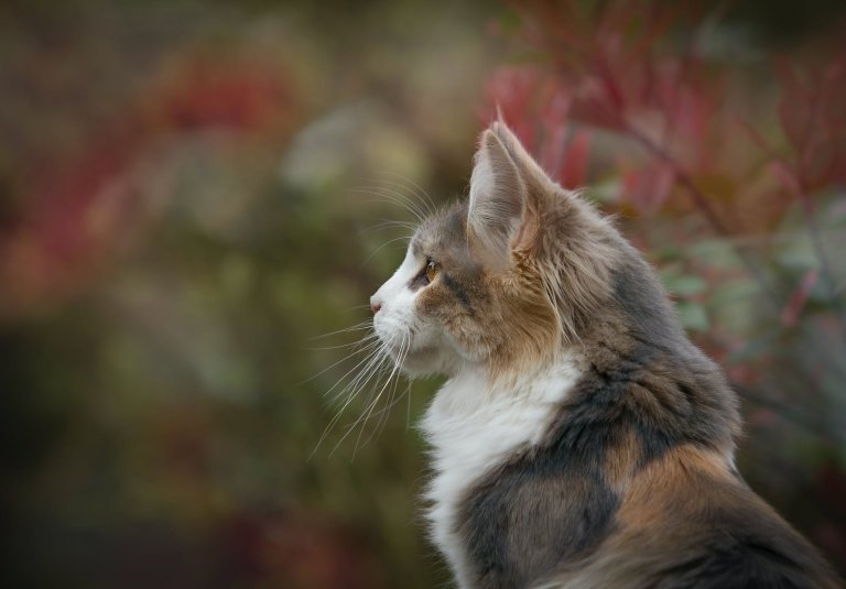 Why Do Cats Run Away? 10 Reasons & Tips Tractive