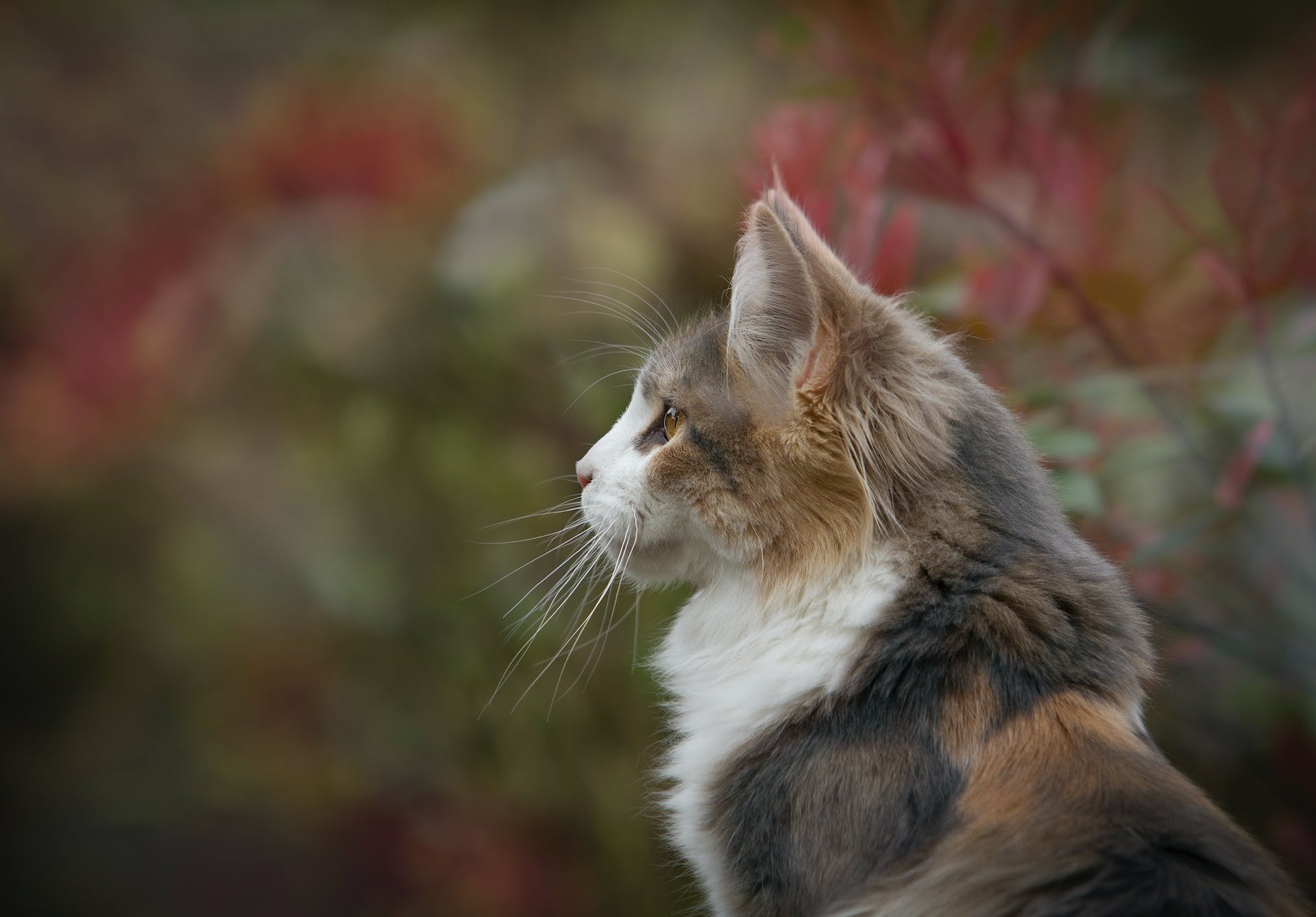 A cat sitting outdoors in a garden