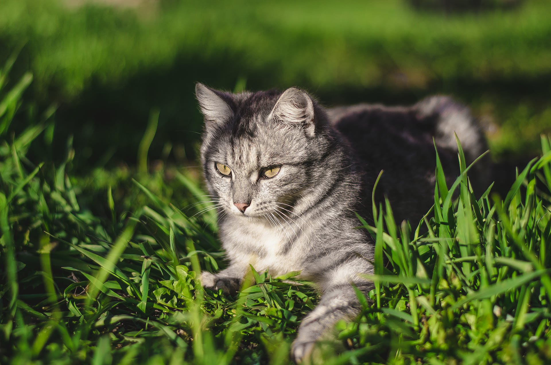 A cat sitting in a grassy field