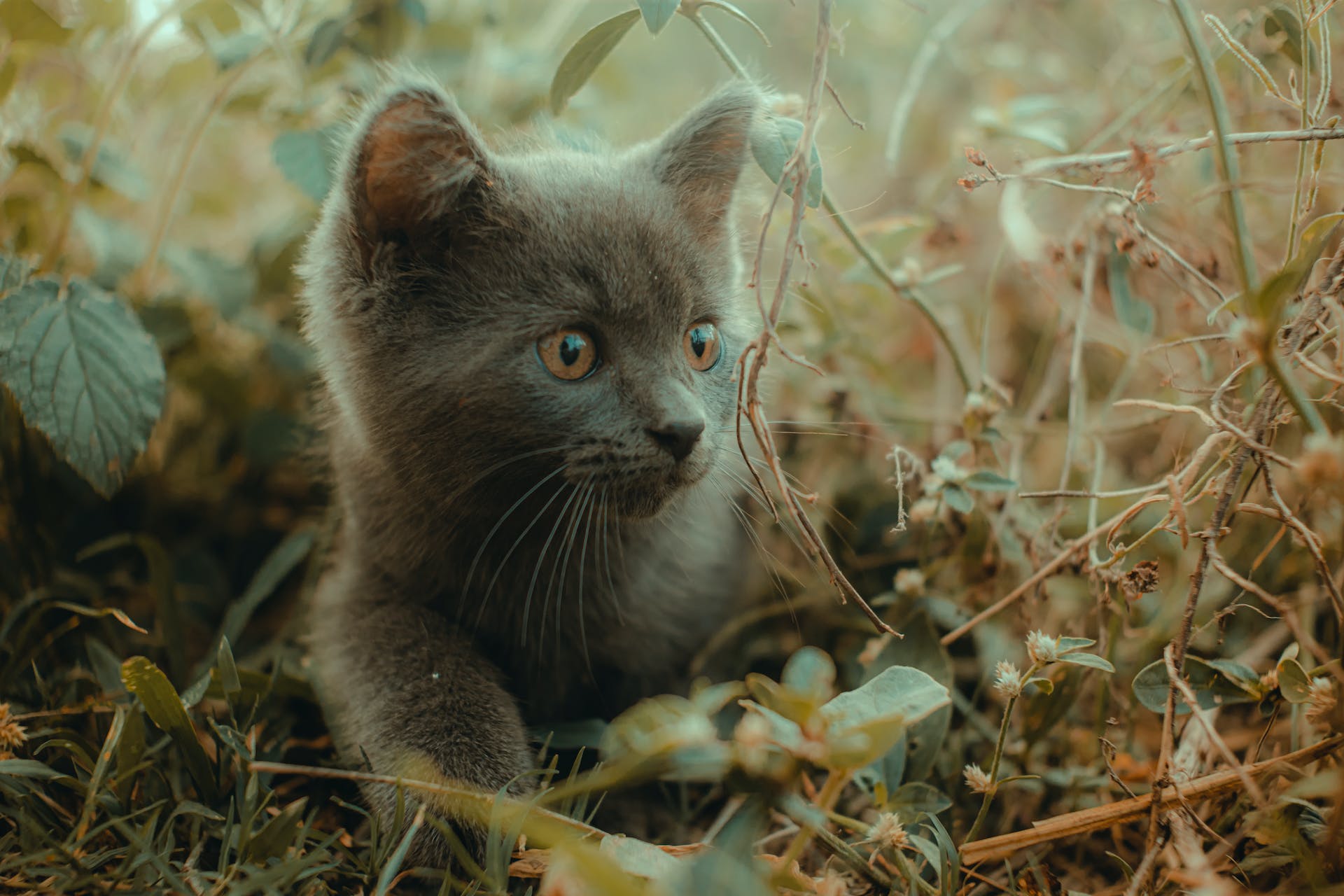 A cat exploring a leafy garden