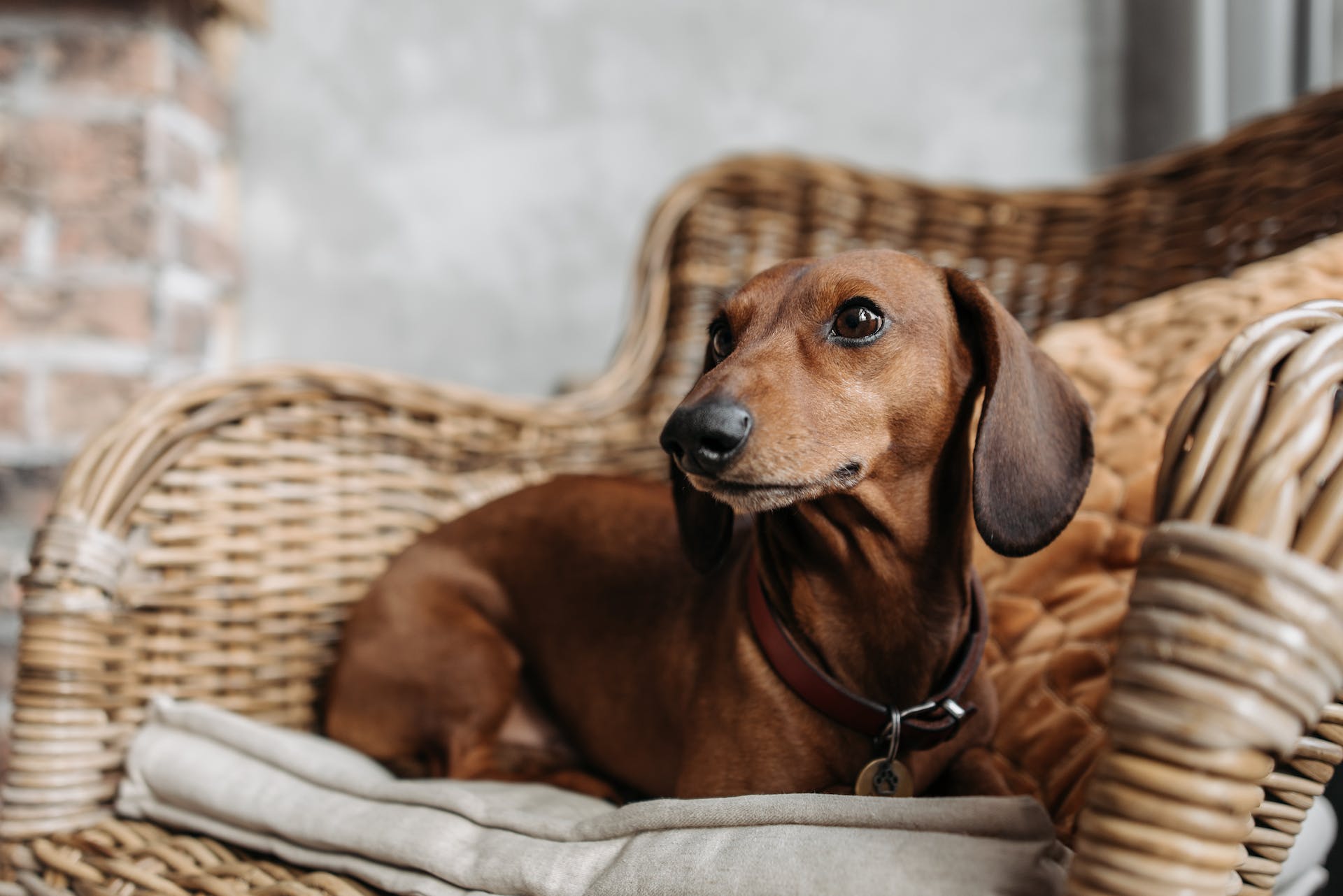 A brown Dachshund sitting on a wicker chair indoors