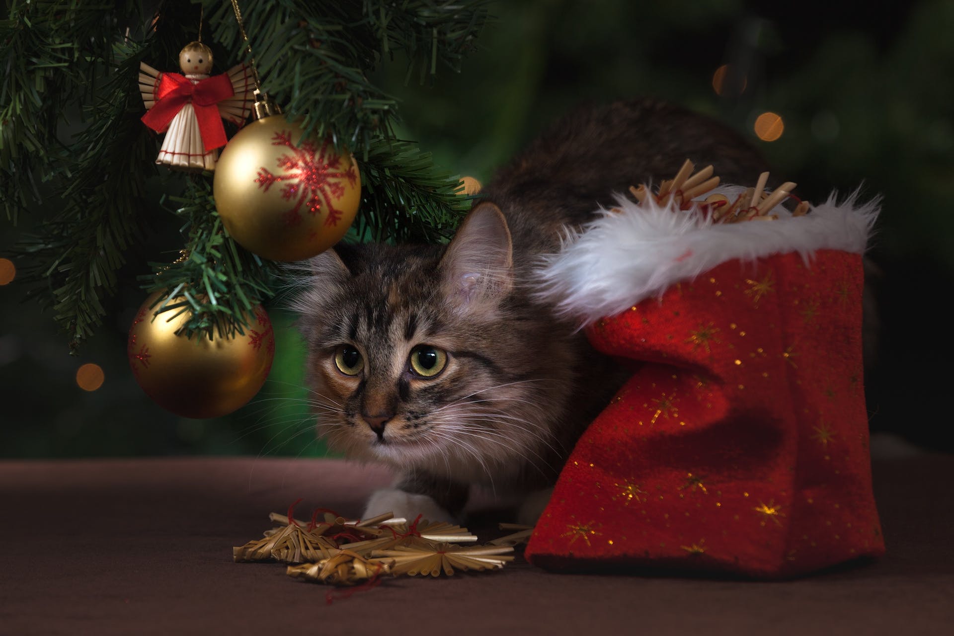 Katze sitzt unter dem Weihnachtsbaum mit viel Weihnachtsschmuck um sie herum