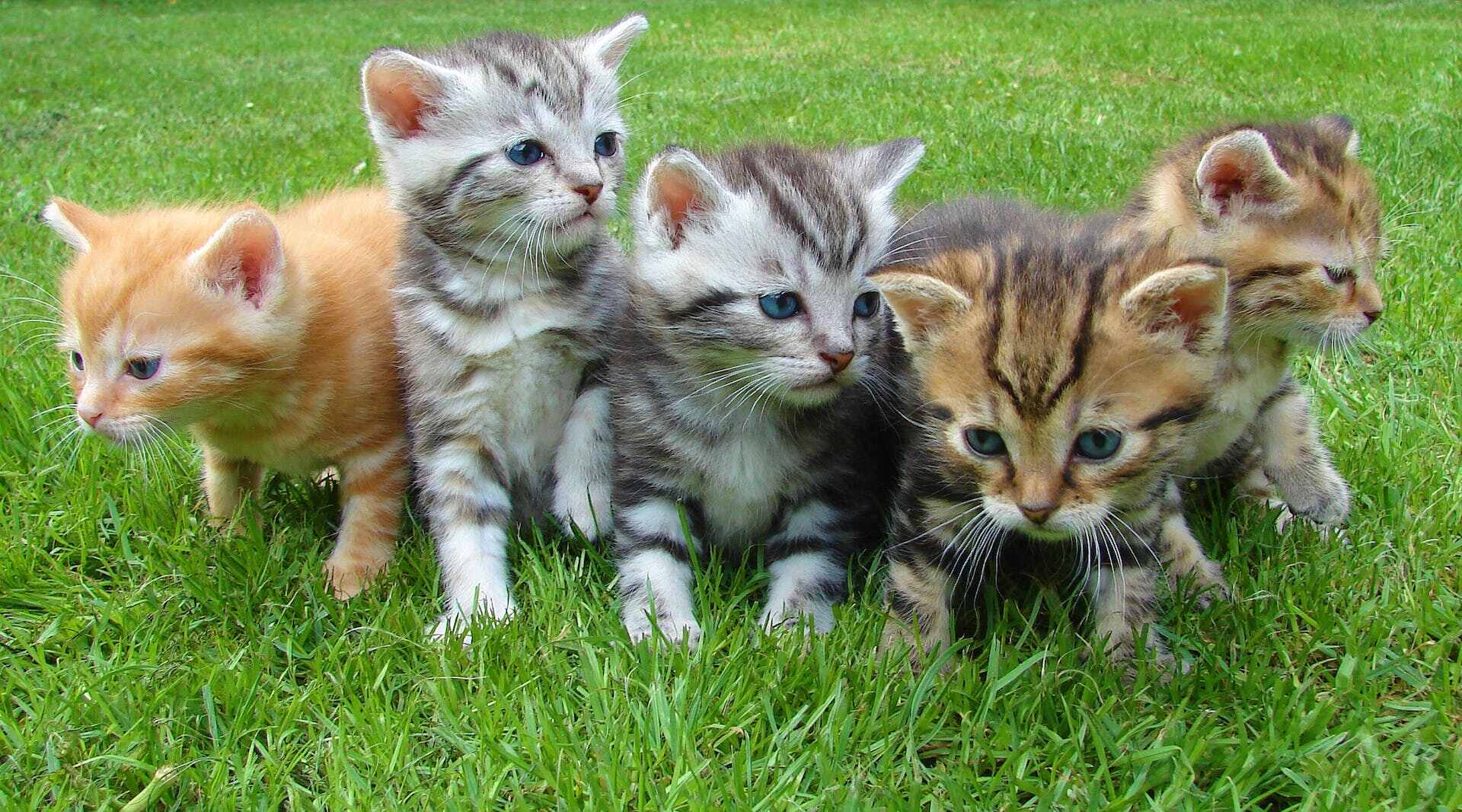 A litter of kittens in different colors