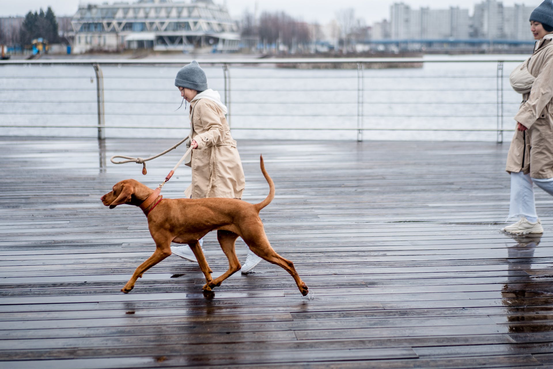 A child walking a Viszla dog by a pier