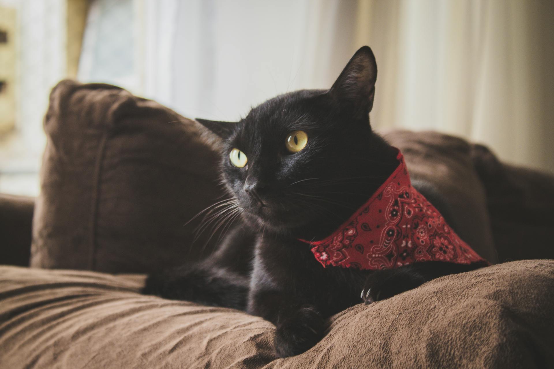 A cat wearing a bandanna sitting on a couch indoors