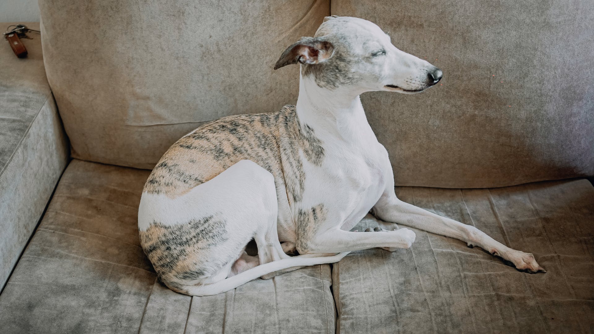 A Whippet taking a nap upright on a couch
