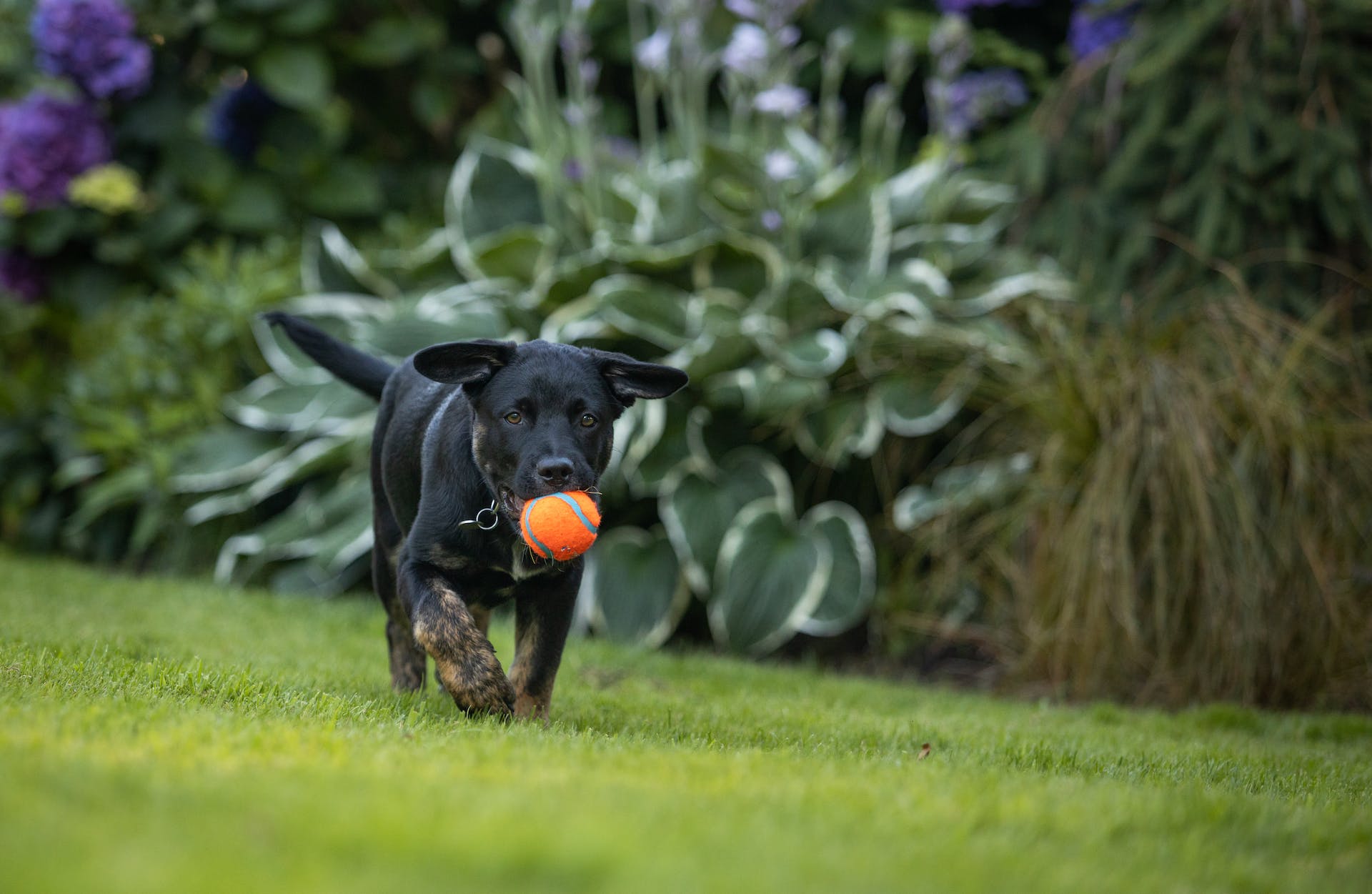 A black puppy carrying an orange ball in their mouth in a garden