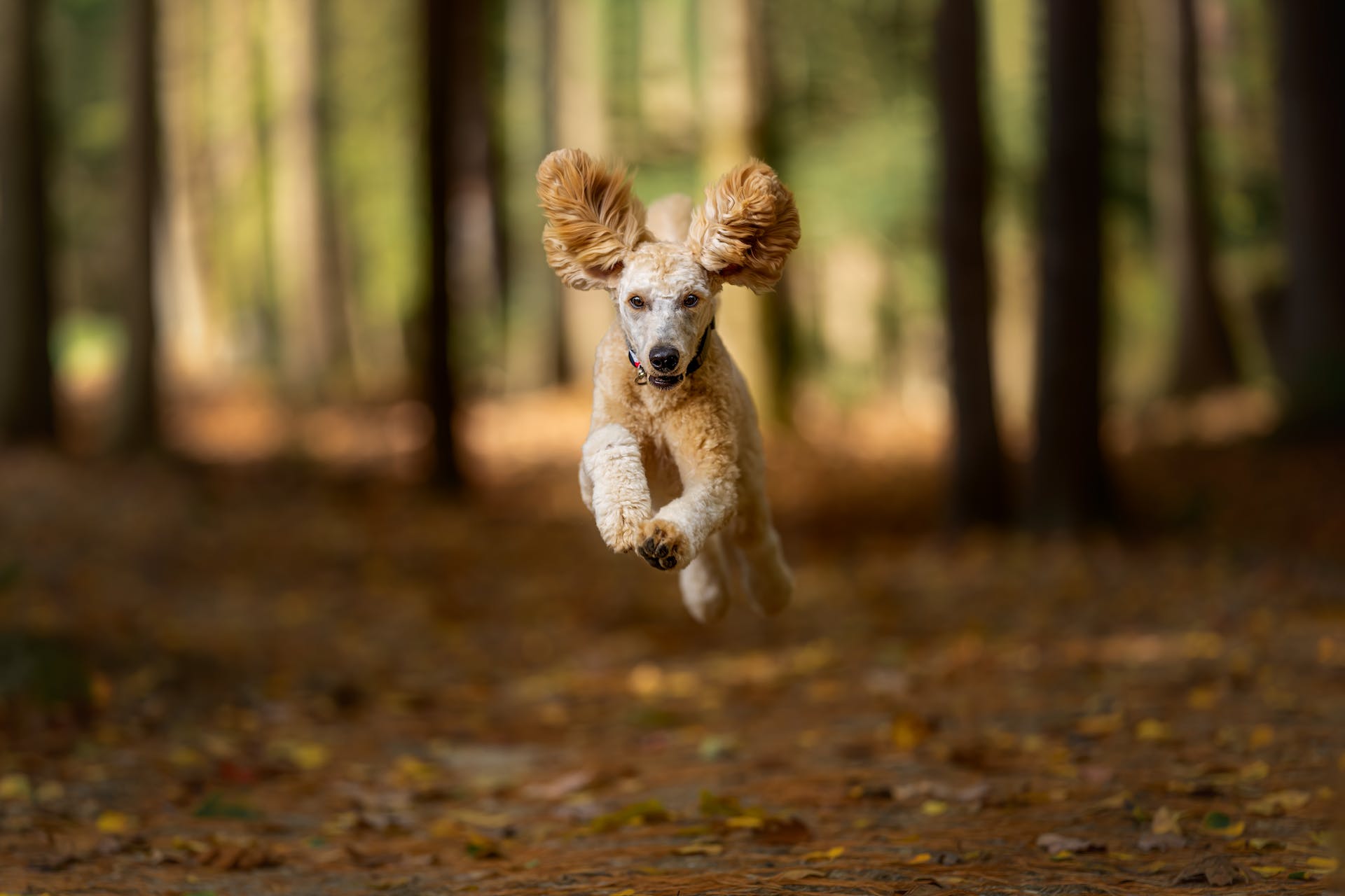 A small dog running off into the woods