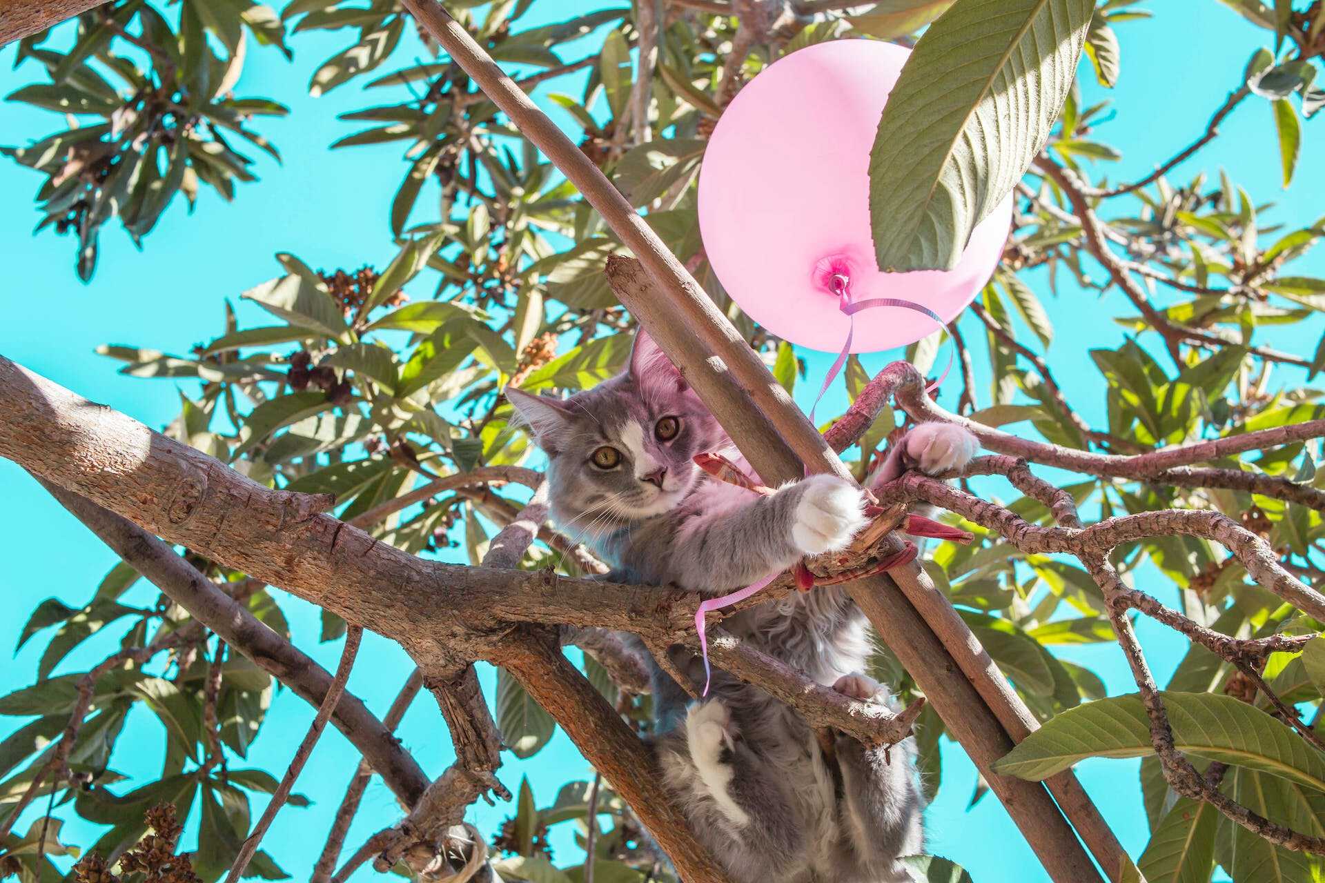 A cat climbing a tree next to a pink balloon