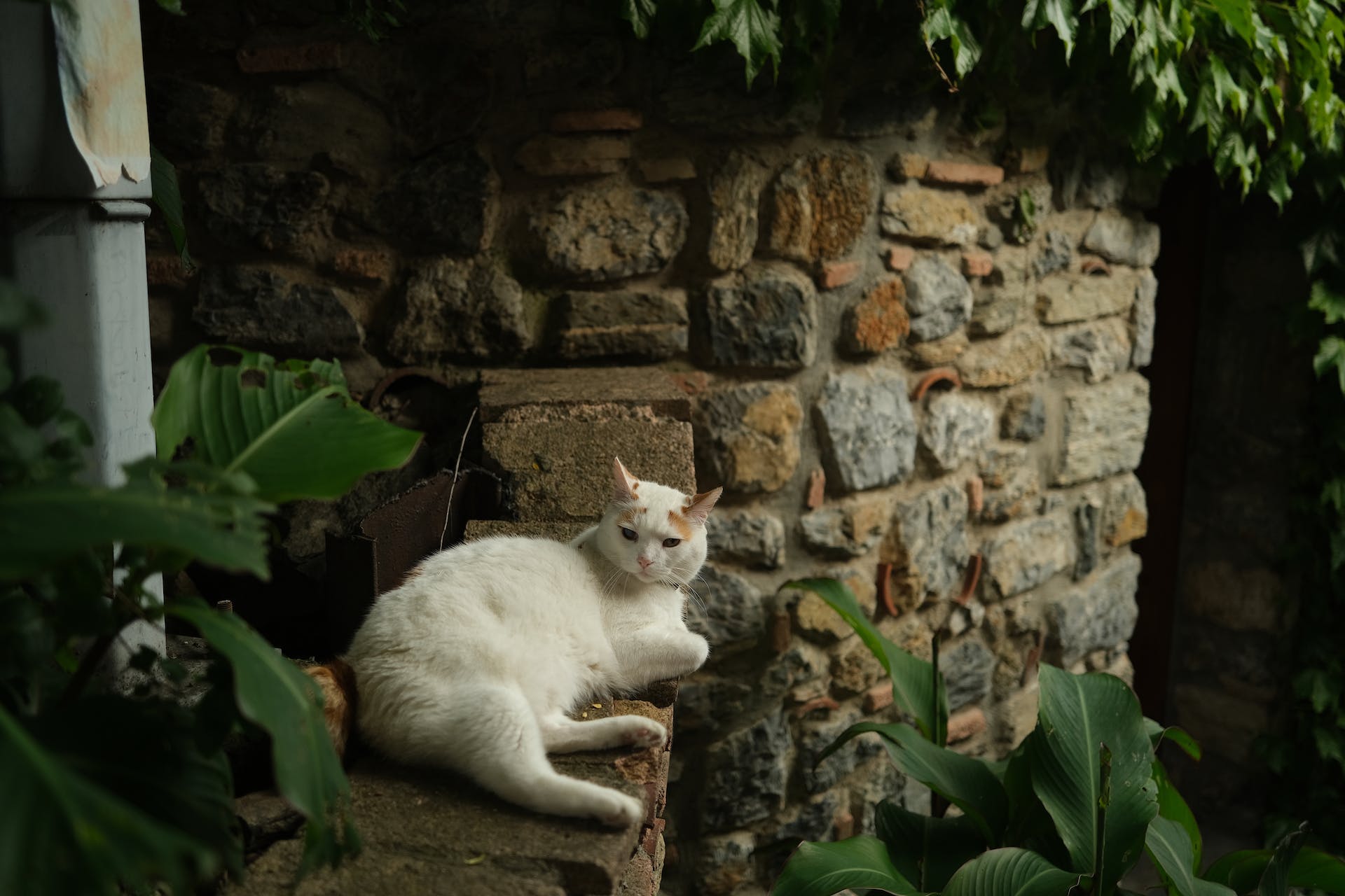 A cat sitting on a brick wall in a garden