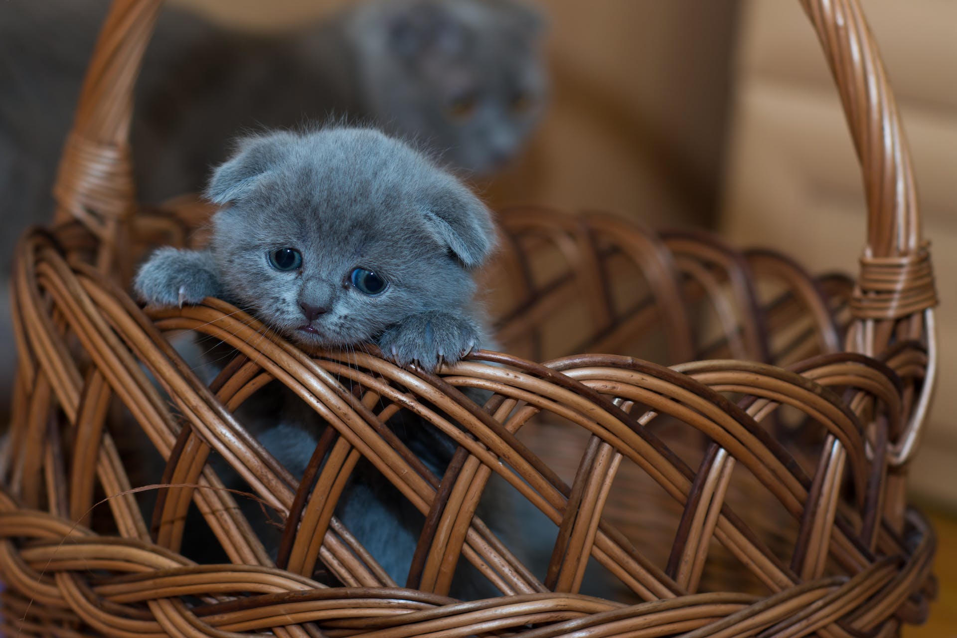 A sad kitten sitting inside a wicker basket