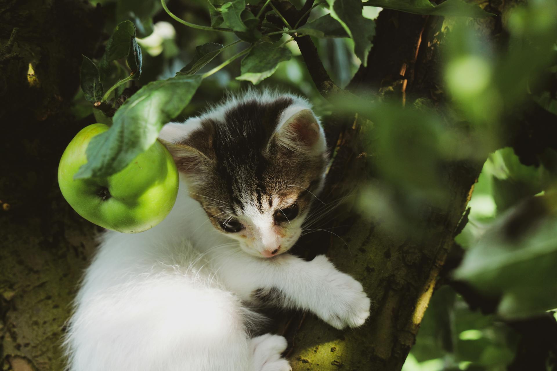 A scared kitten hiding in a tree