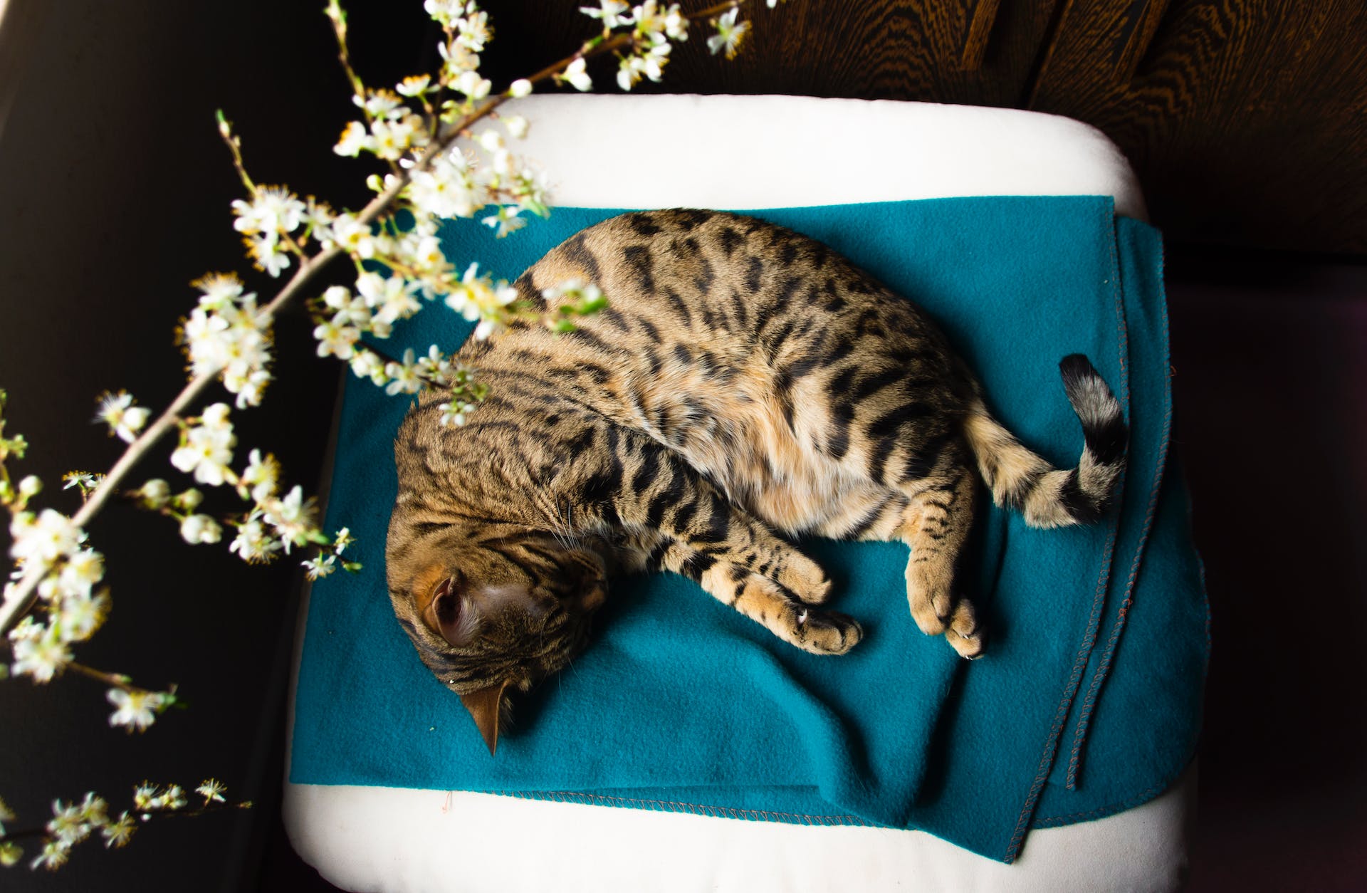 A cat lying on a blue blanket and pillow