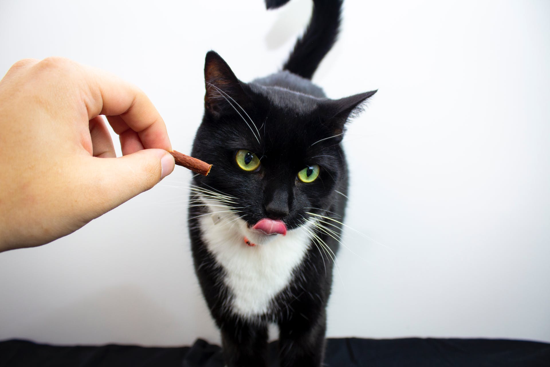 A man feeding a small treat to a black and white cat