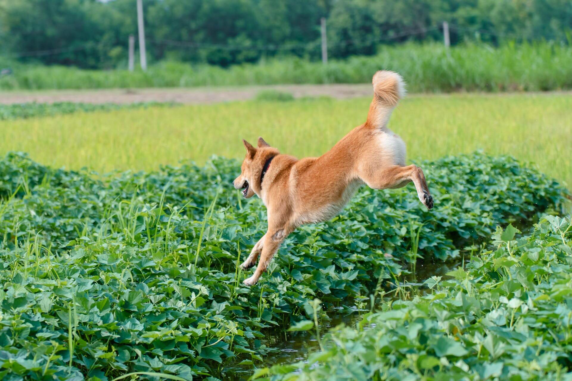A dog running into a row of plants outdoors