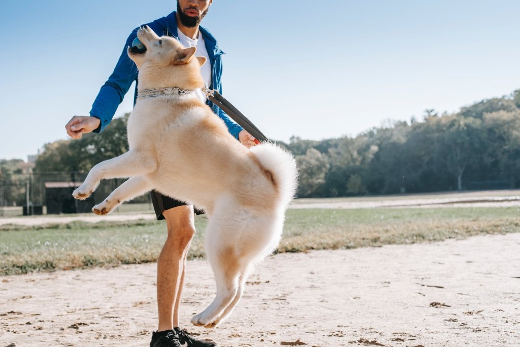 If Your Dog Keeps Running Away, Try These Tips Tractive