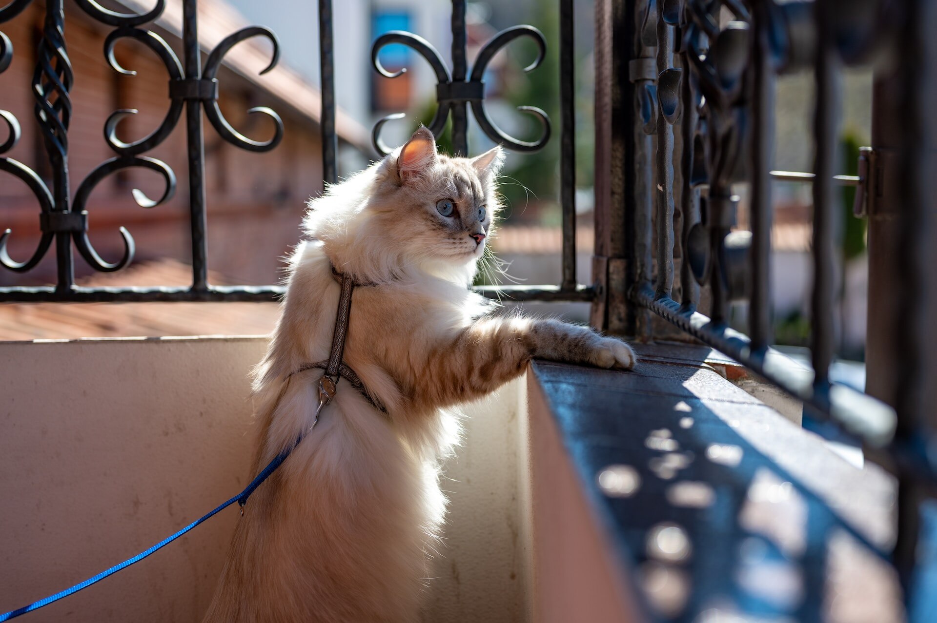 A white cat wearing an H-style harness in a balcony