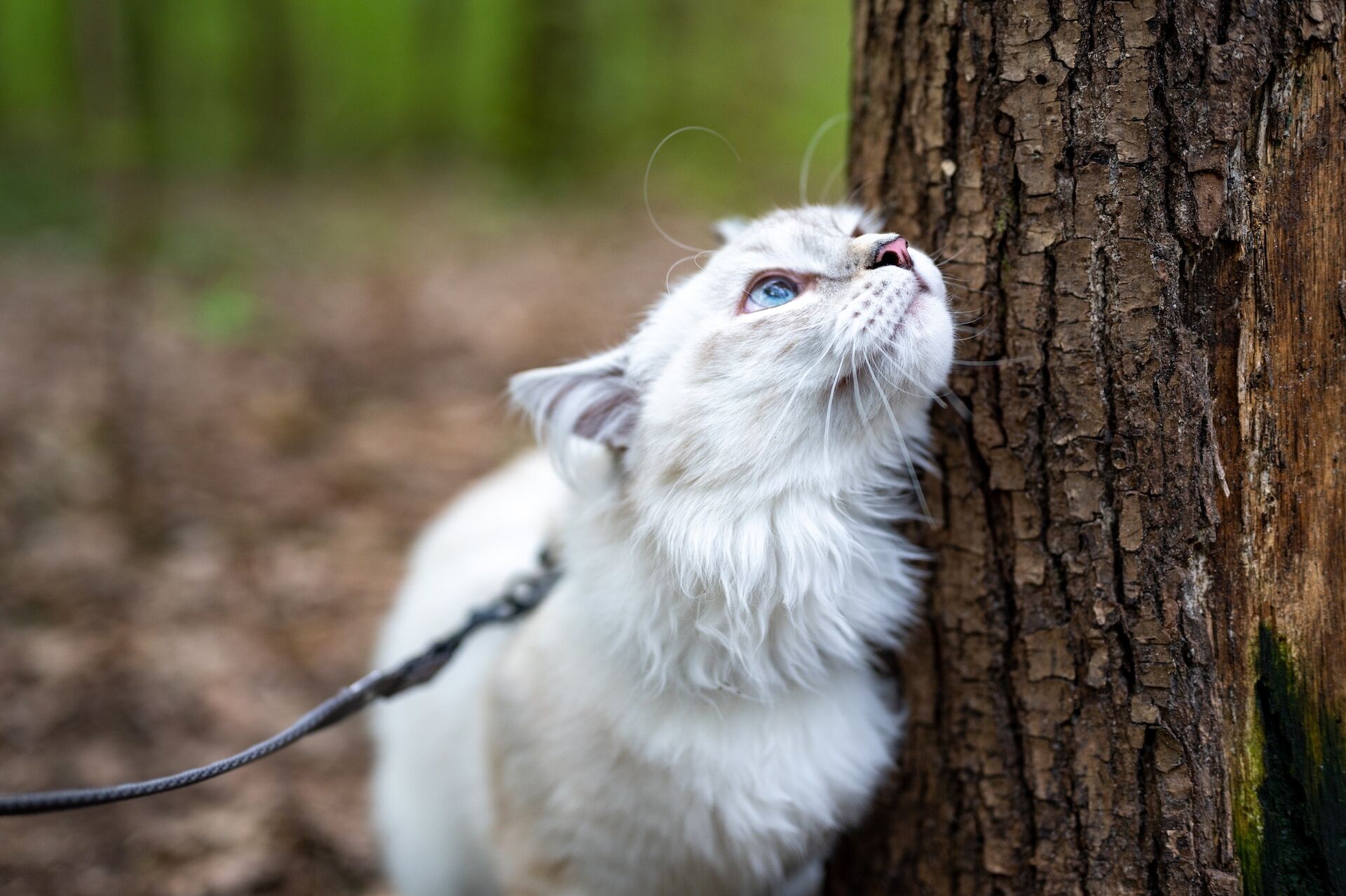 A white cat wearing a harness and leash sniffing a tree