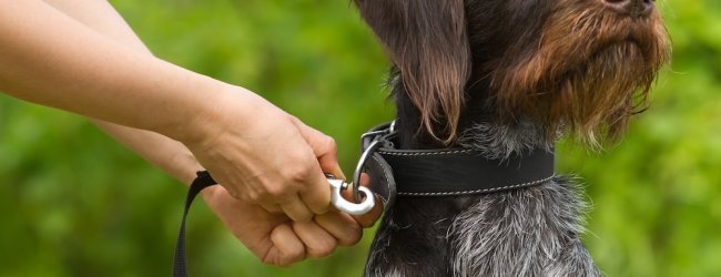 Brauner Hund wird draußen an die Leine genommen