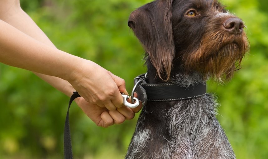 Brauner Hund wird draußen an die Leine genommen