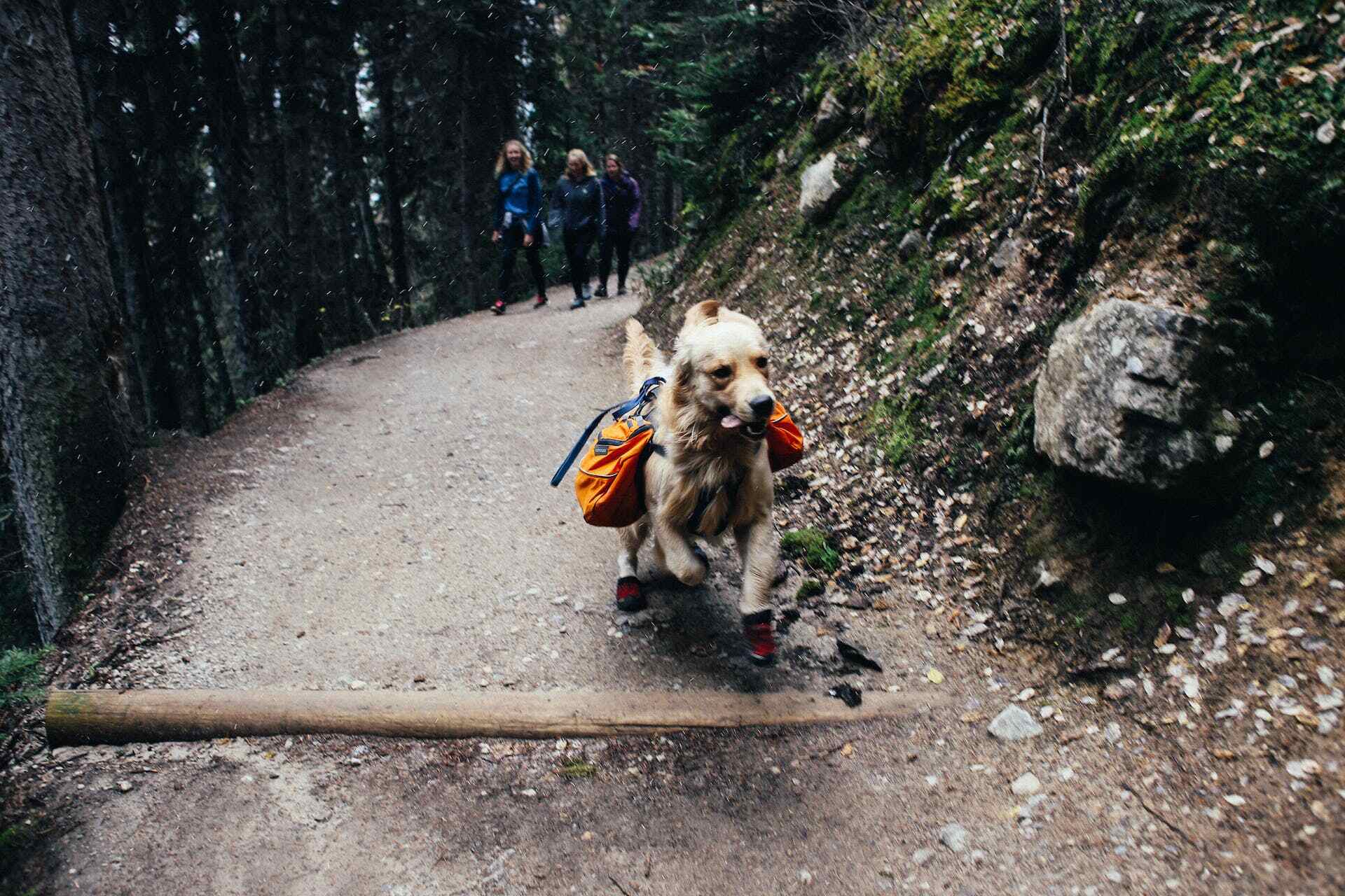 chien blanc courant sur un chemin de montagne dans la forêt avec deux sacoches orange, trois femmes le suivent
