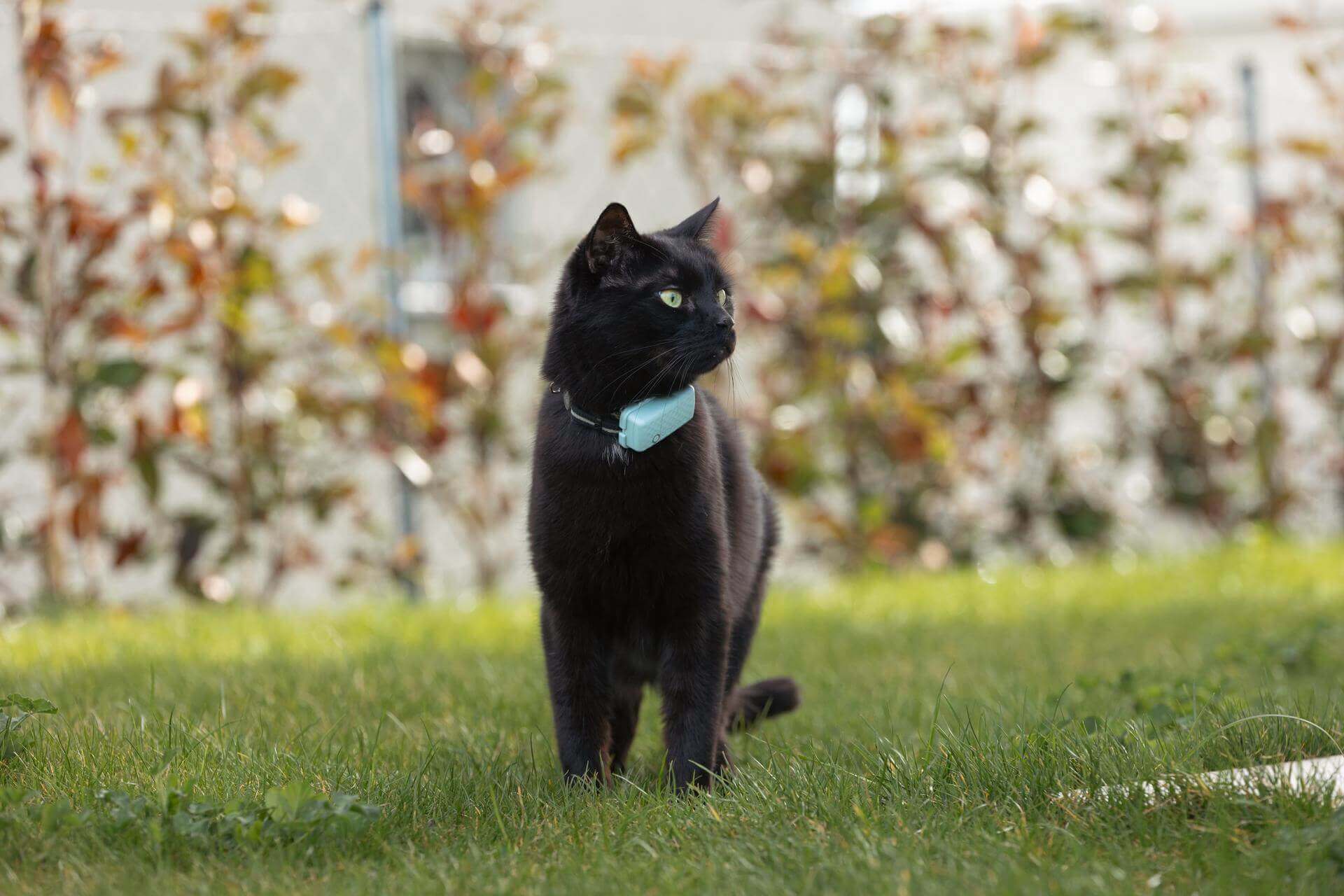 gato negro con rastreador GPS azul para gatos de pie afuera sobre el césped