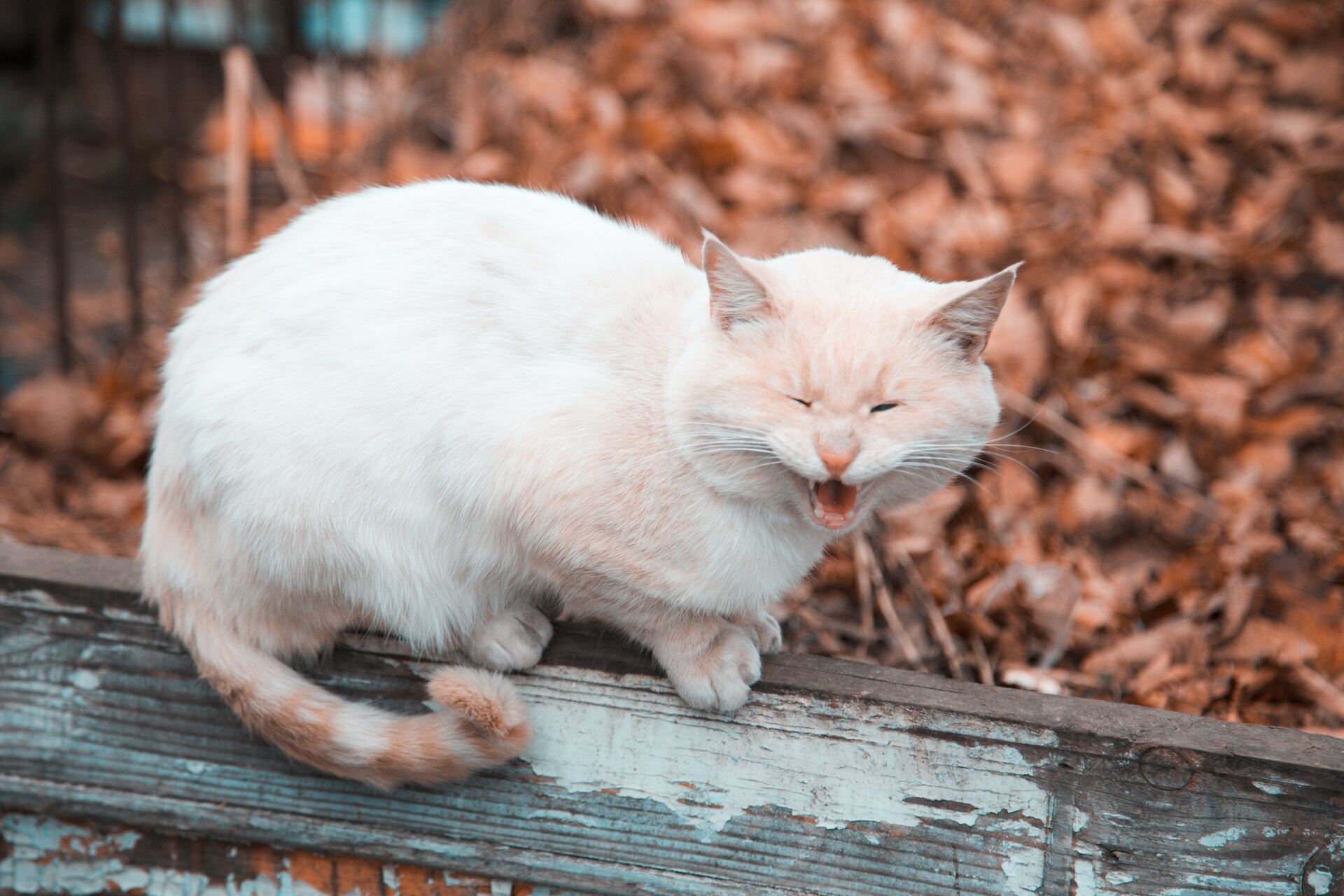 A cat crying while sitting on a wooden fence outdoors