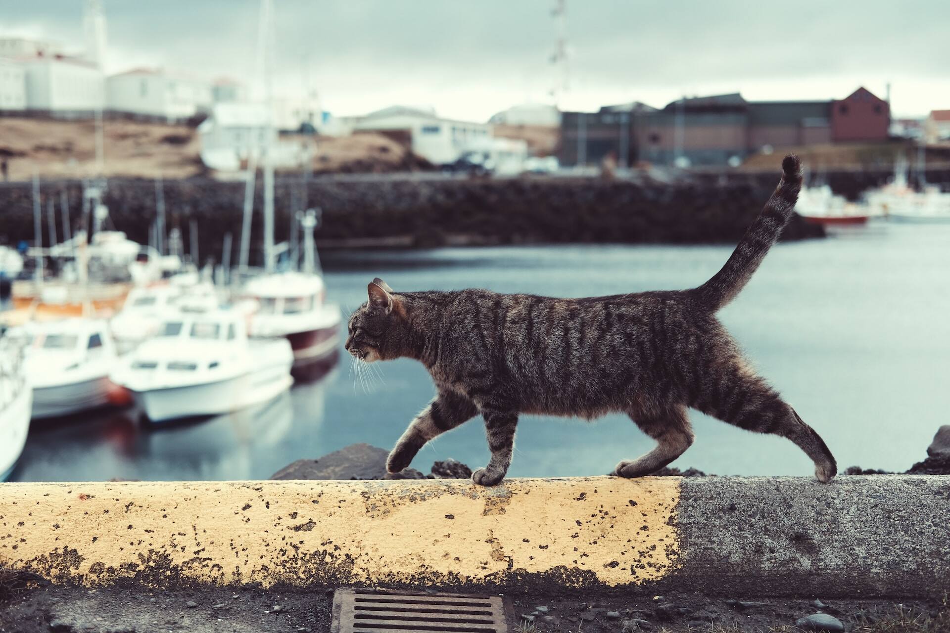 A cat walking on a ledge by a pier