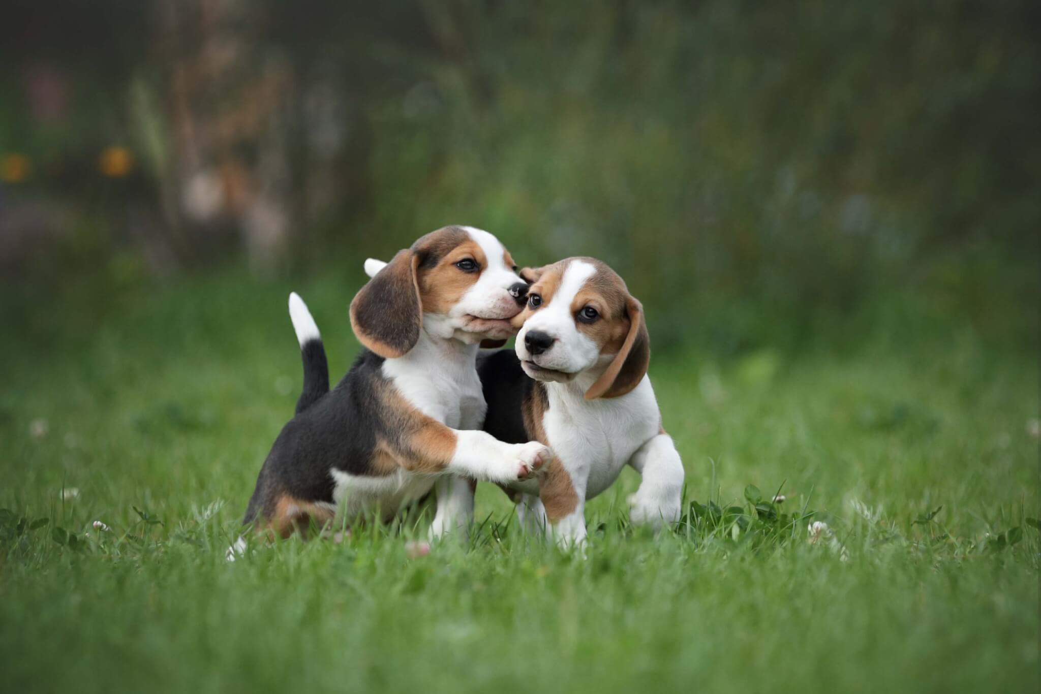 Zwei Beaglewelpen im Gras