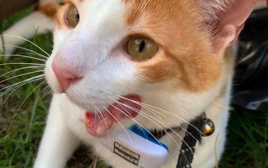 orange and white cat with mouth open