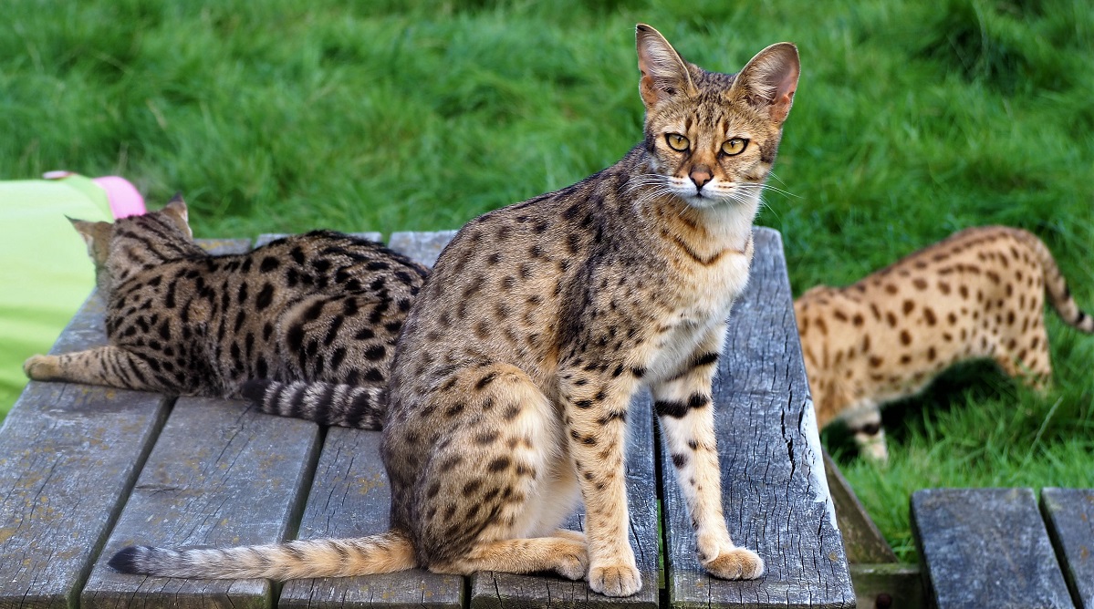Savannah cats resting on a wooden table outdoors